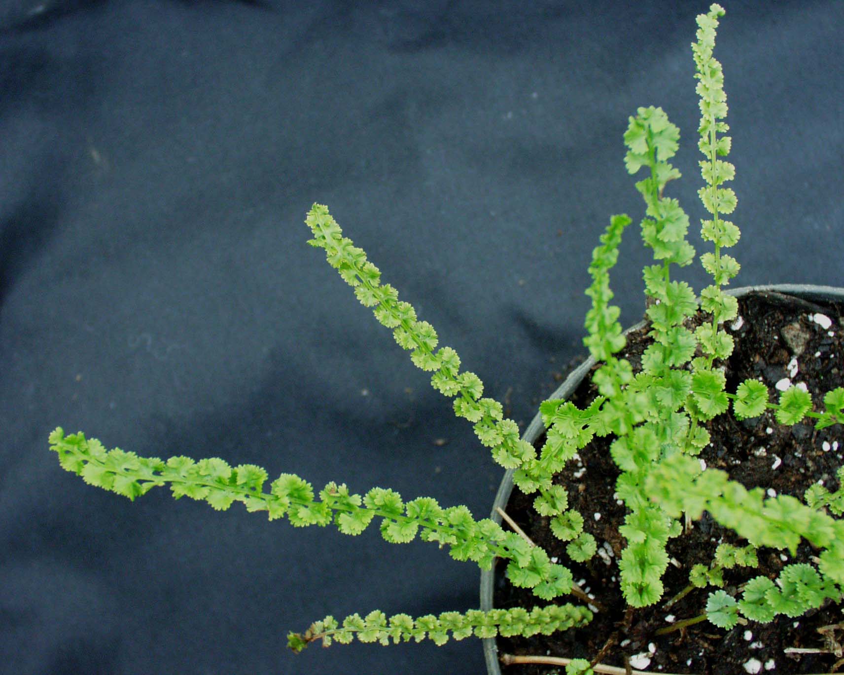 Athyrium f. - f. ´Frizelliae`(i.9cmT.) Wendeltreppen-Frauenfarn