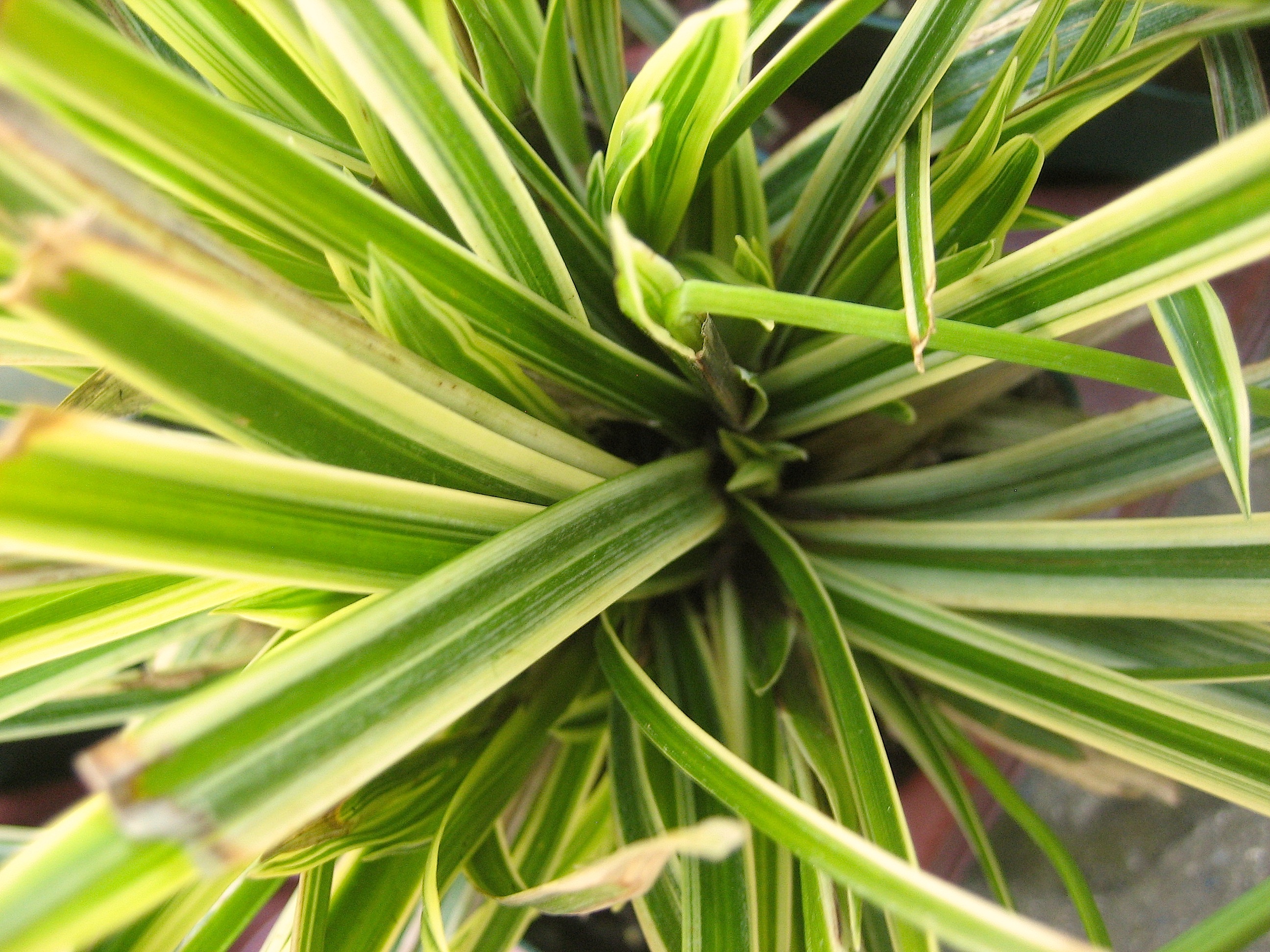 Carex morrowii "Goldband"(i.12cmT.) Japan-Segge