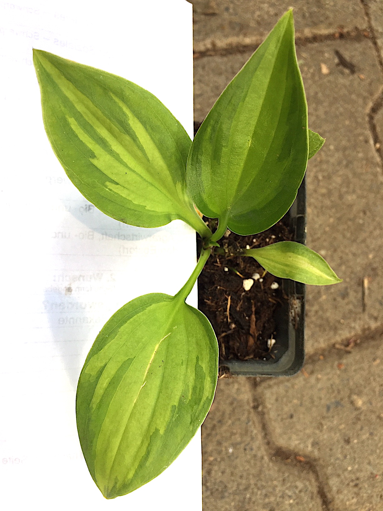 Hosta  „Colored Hulk“ (i.9cmT.), Funkie