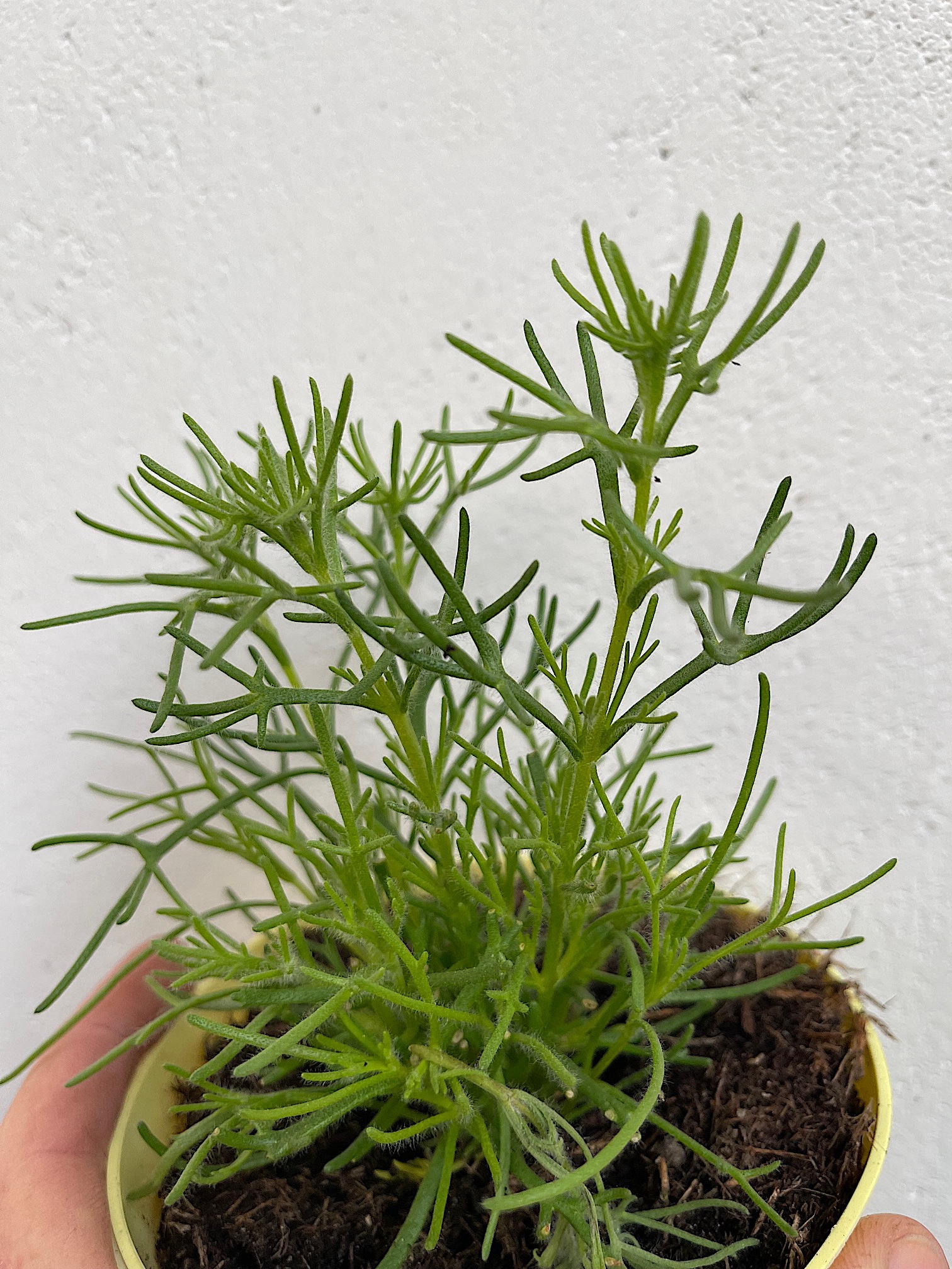 Artemisia caucasica Gyros Kraut (i.12cmT.)