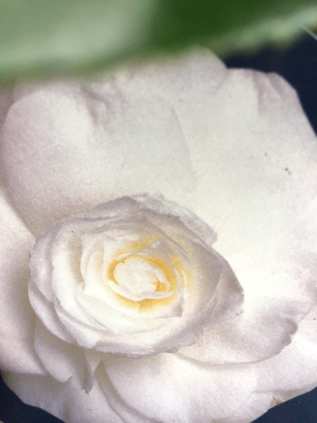 Camelia japonica „Matterhorn“ (i.13cmT.) jetzt ca 40cm hoch, weiss gef.