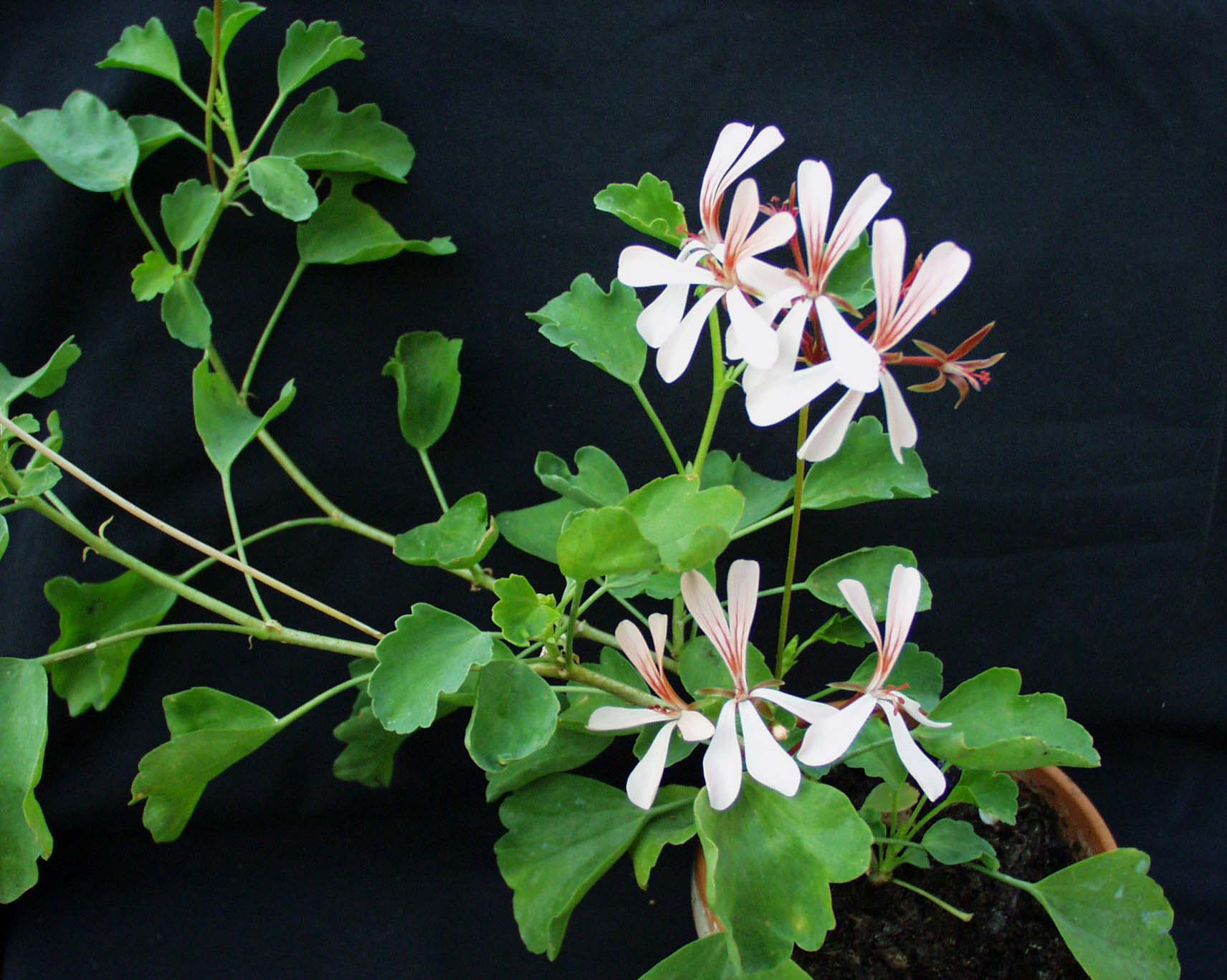 Pelargonium acetosum ciconium (I.10cmT.)