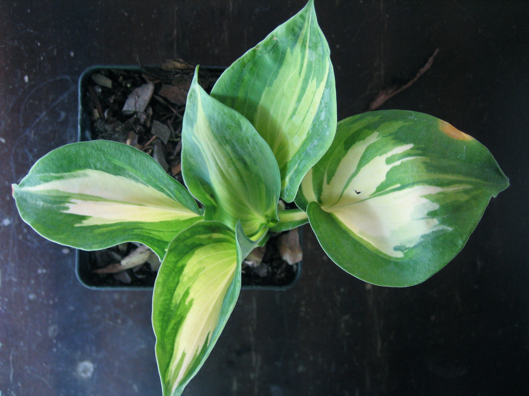 Hosta  "Dream Weaver" (1,5l T.) Funkie