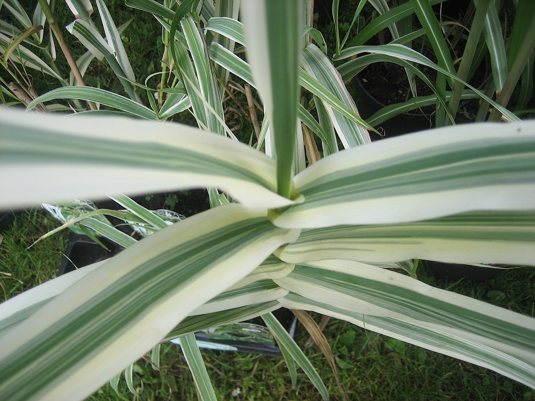 Arundo donax "Aureovariegata" (i.9cmT.) Pfahlrohr