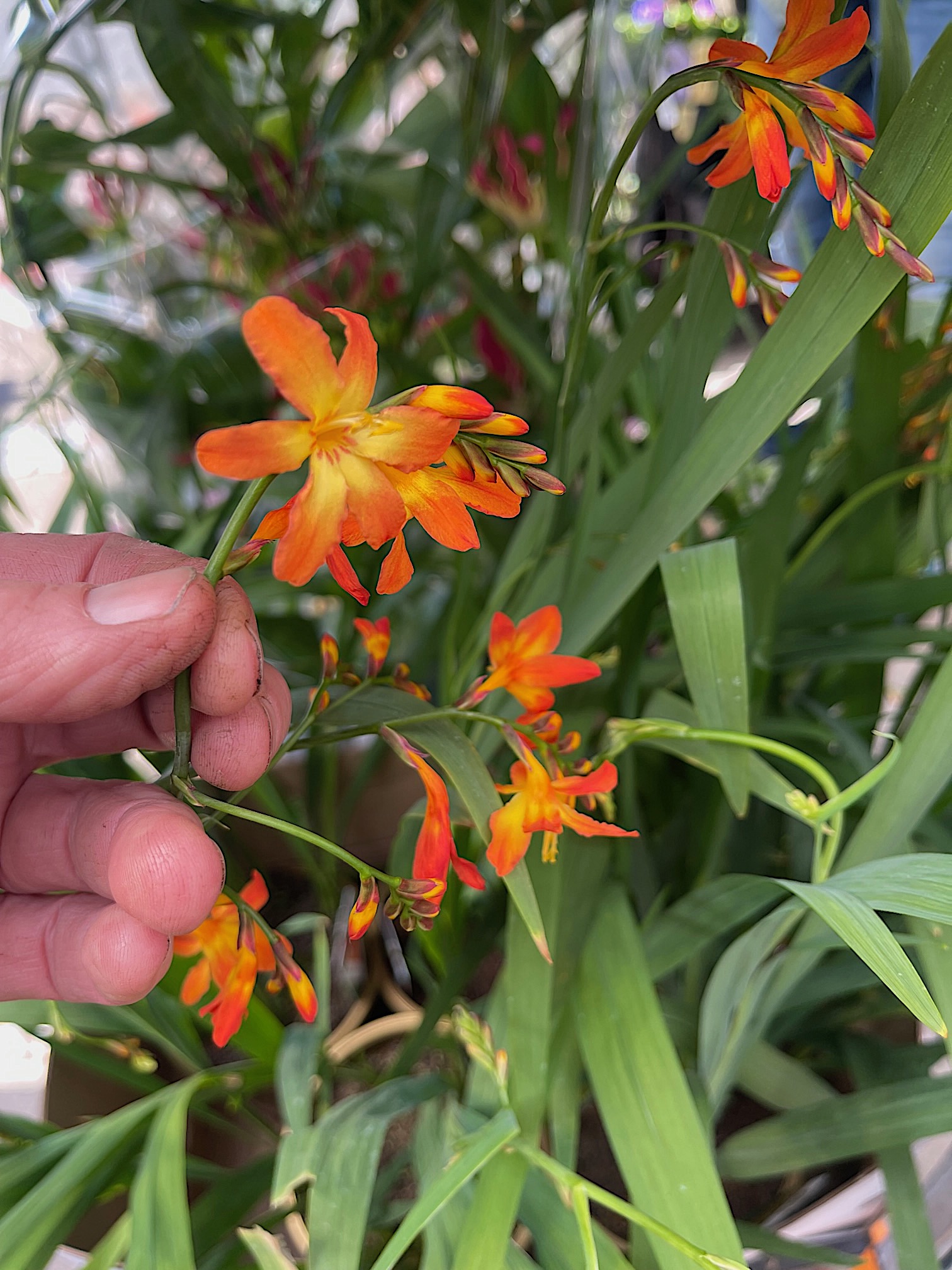 Crocosmia „Carmine Brilliant“orange (i.19 cmT.) , Montbretien