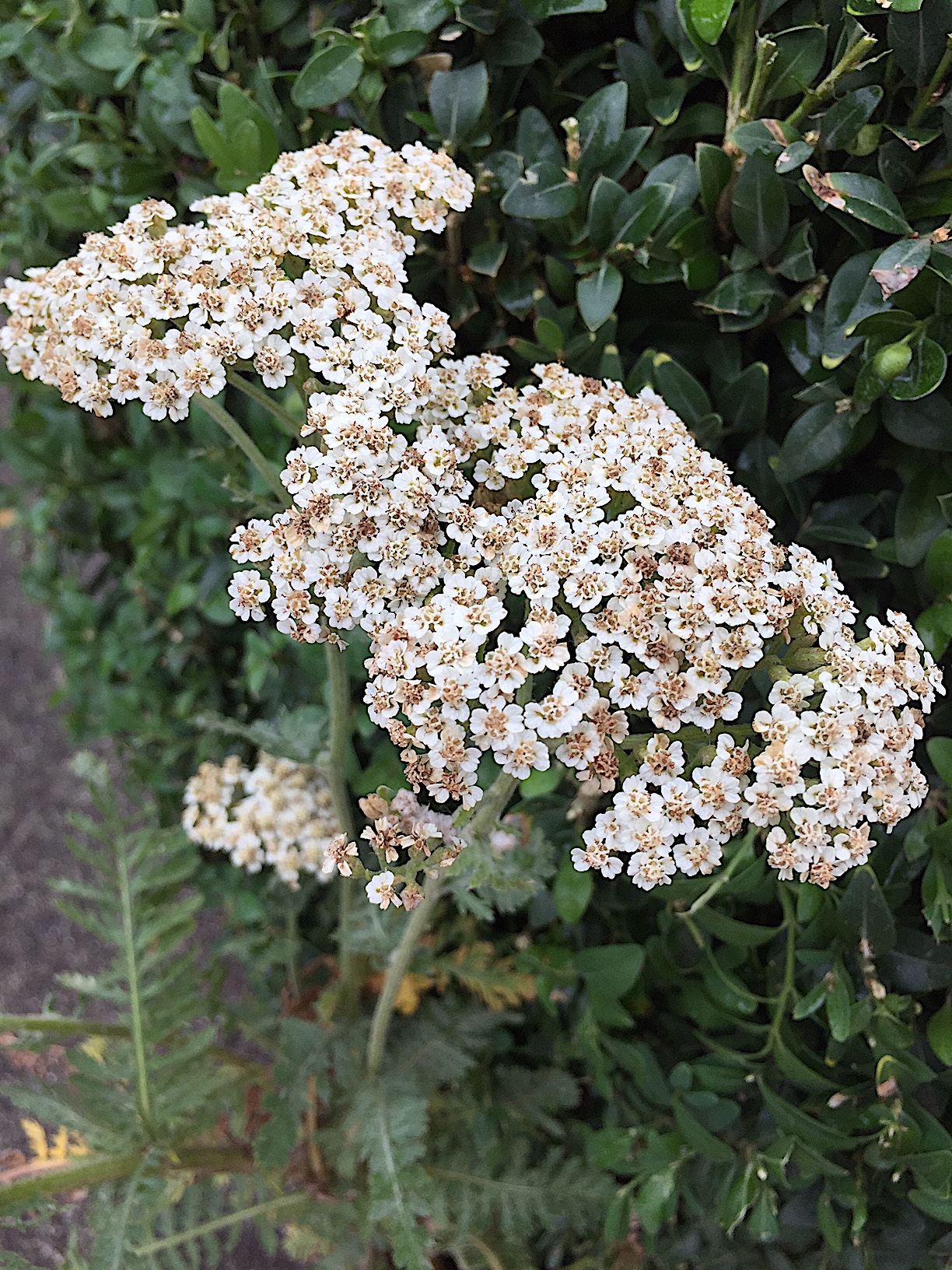 Achillea millefolium „Alabaster“ (i.11cmT.)