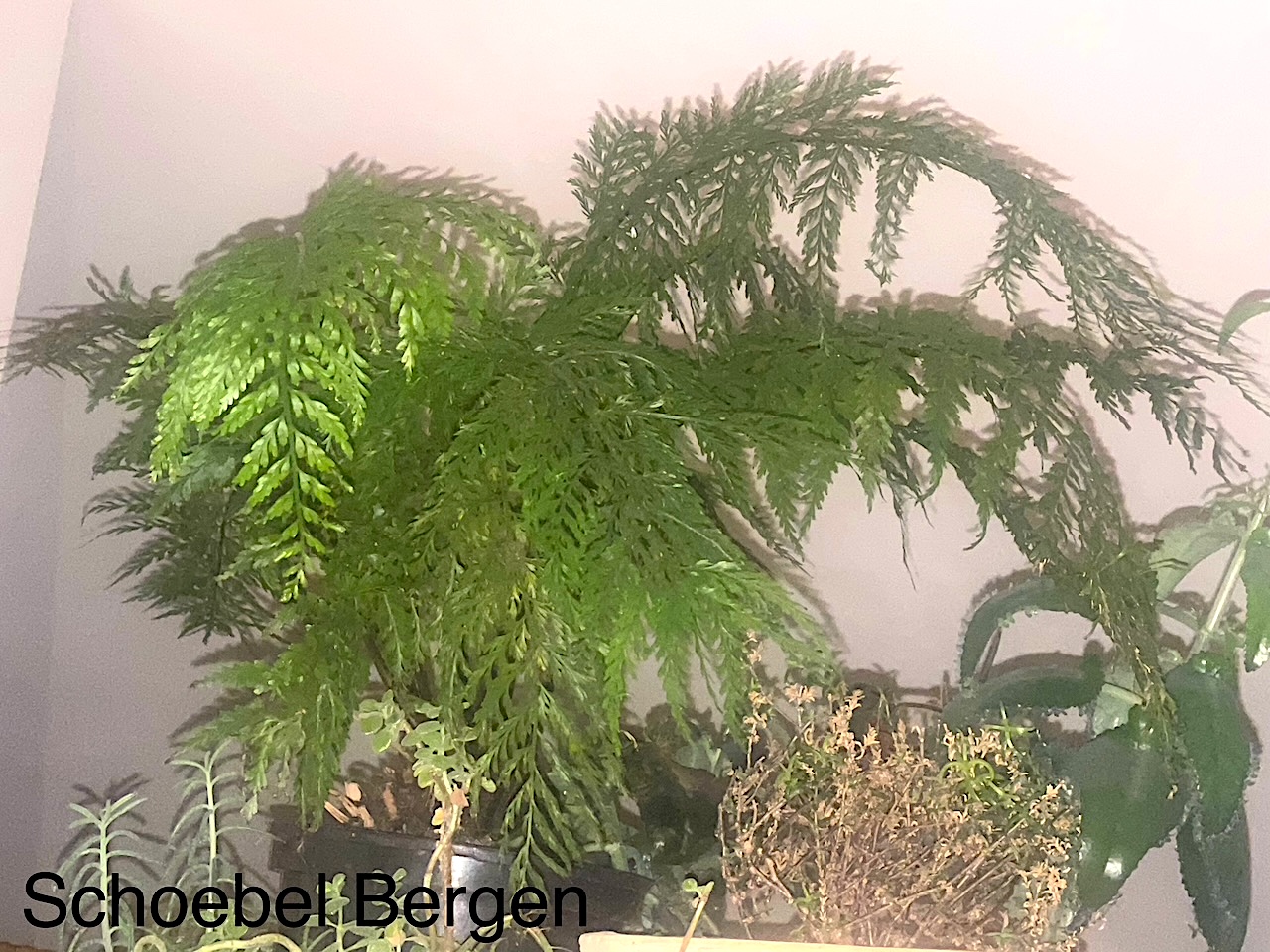 Asplenium bulbiferum (ca 11cmT.)aus Neuseeland Hen and Chicken Farn