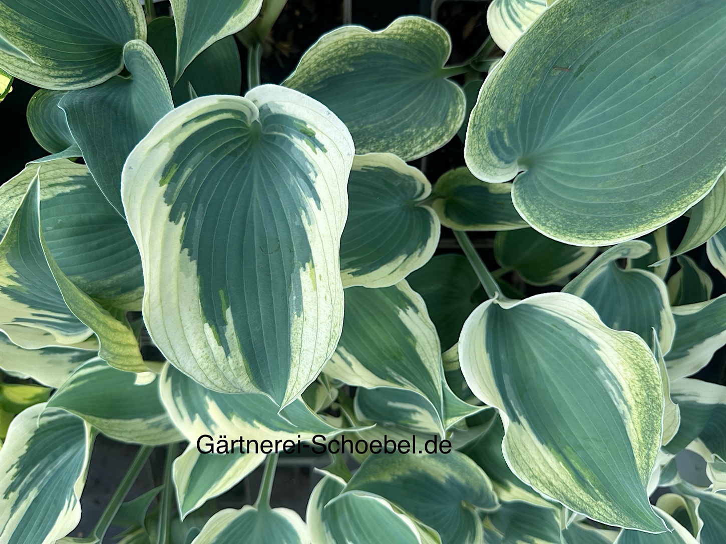 Hosta  "Firn Line" (i.9cmT.) Weissrand Funkie