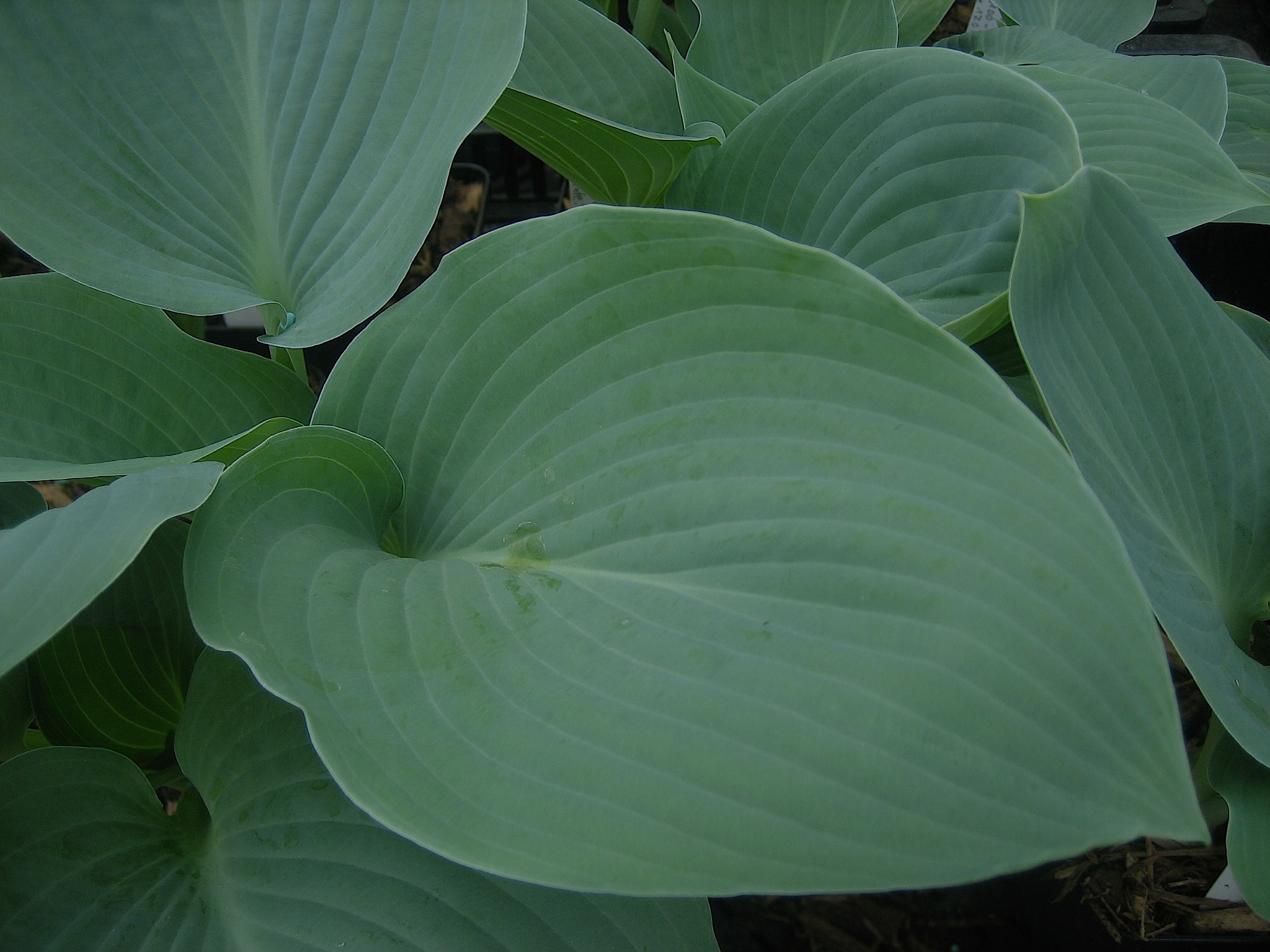 Hosta  "Blue Mammoth" (i.9cm T.) Funkie