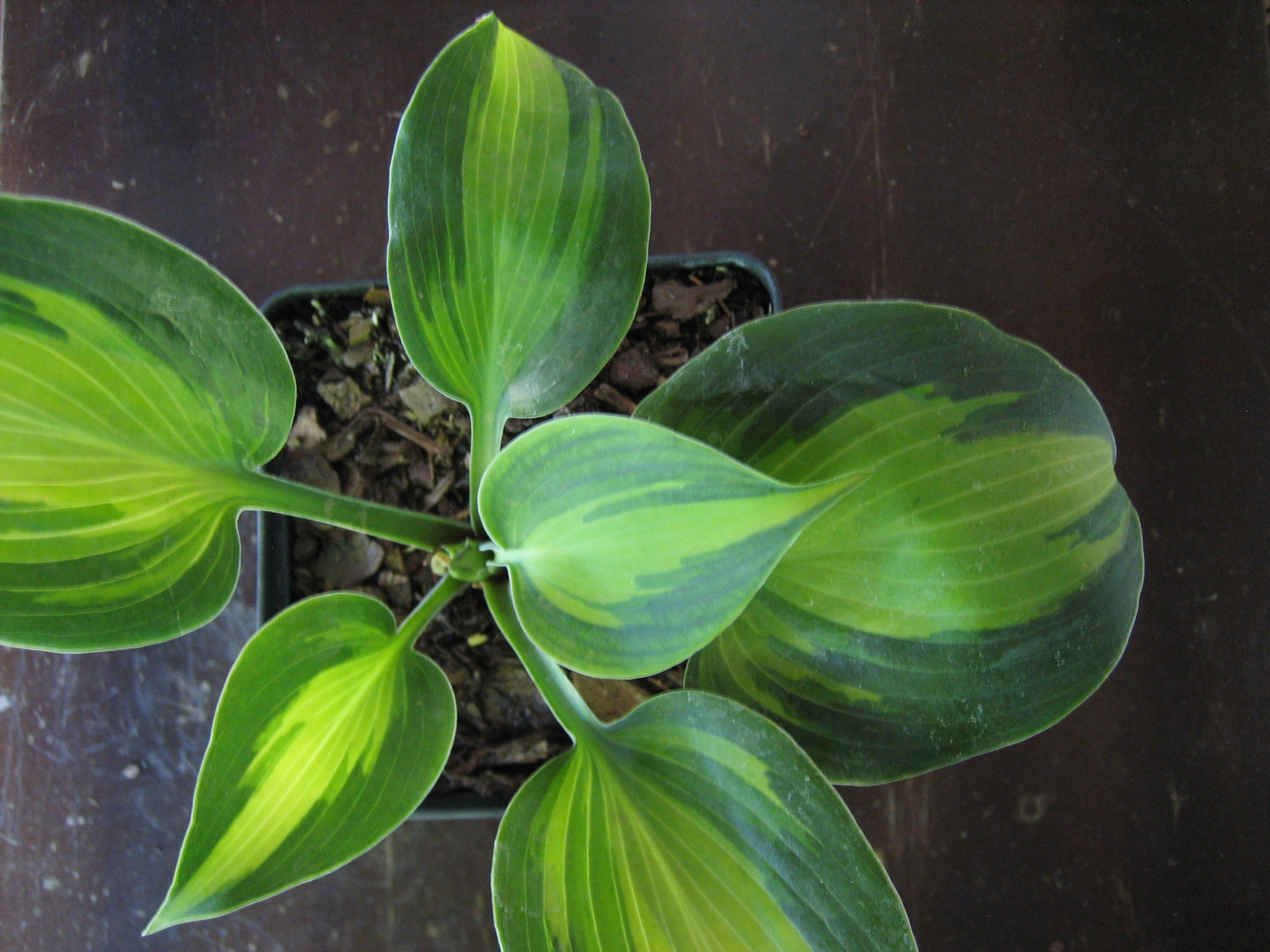 Hosta  "Touch of Class" ® (i.9cmT.) Duft Funkie