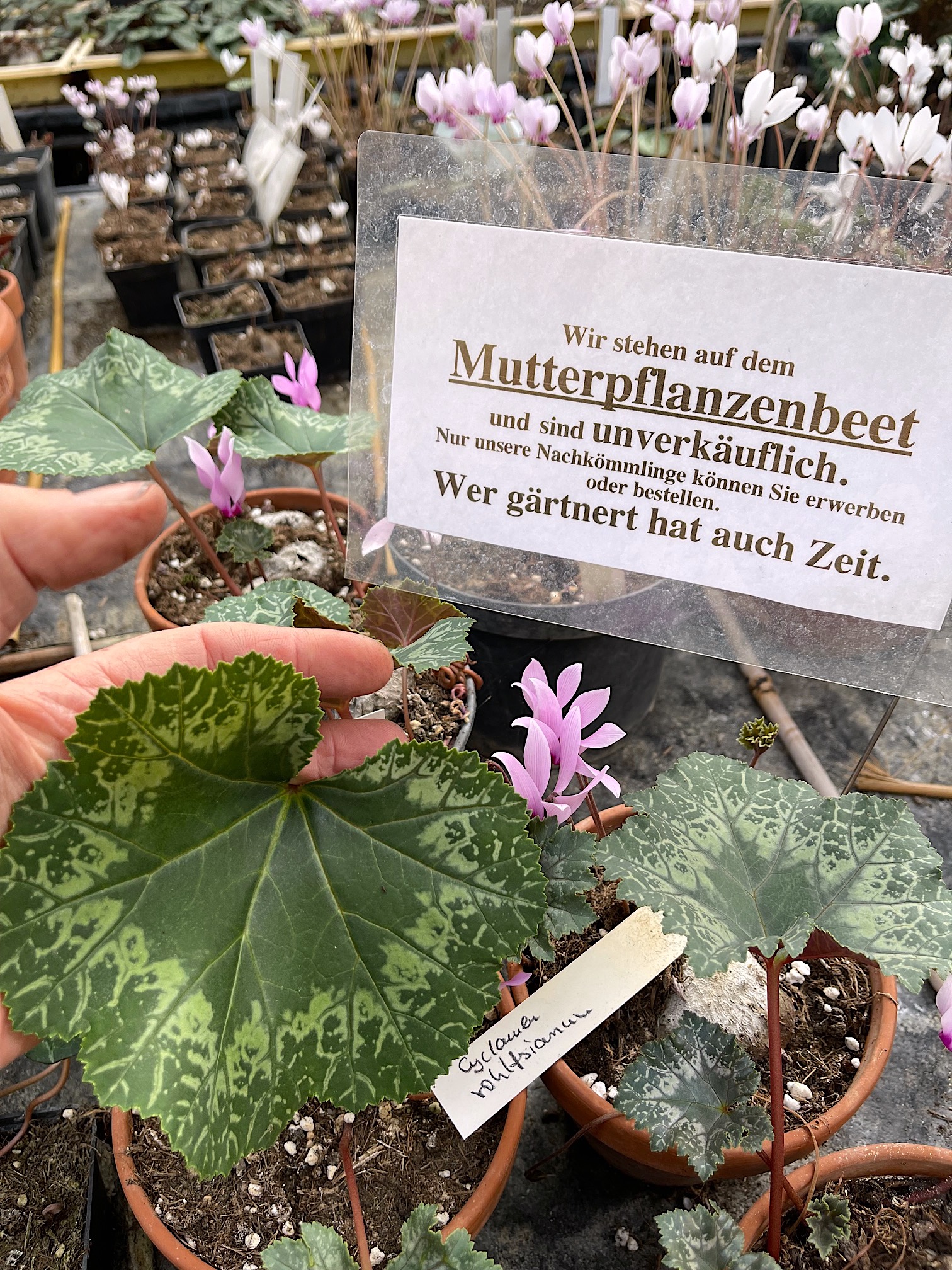 Cyclamen  (i.9cmT.) rohlfsianum