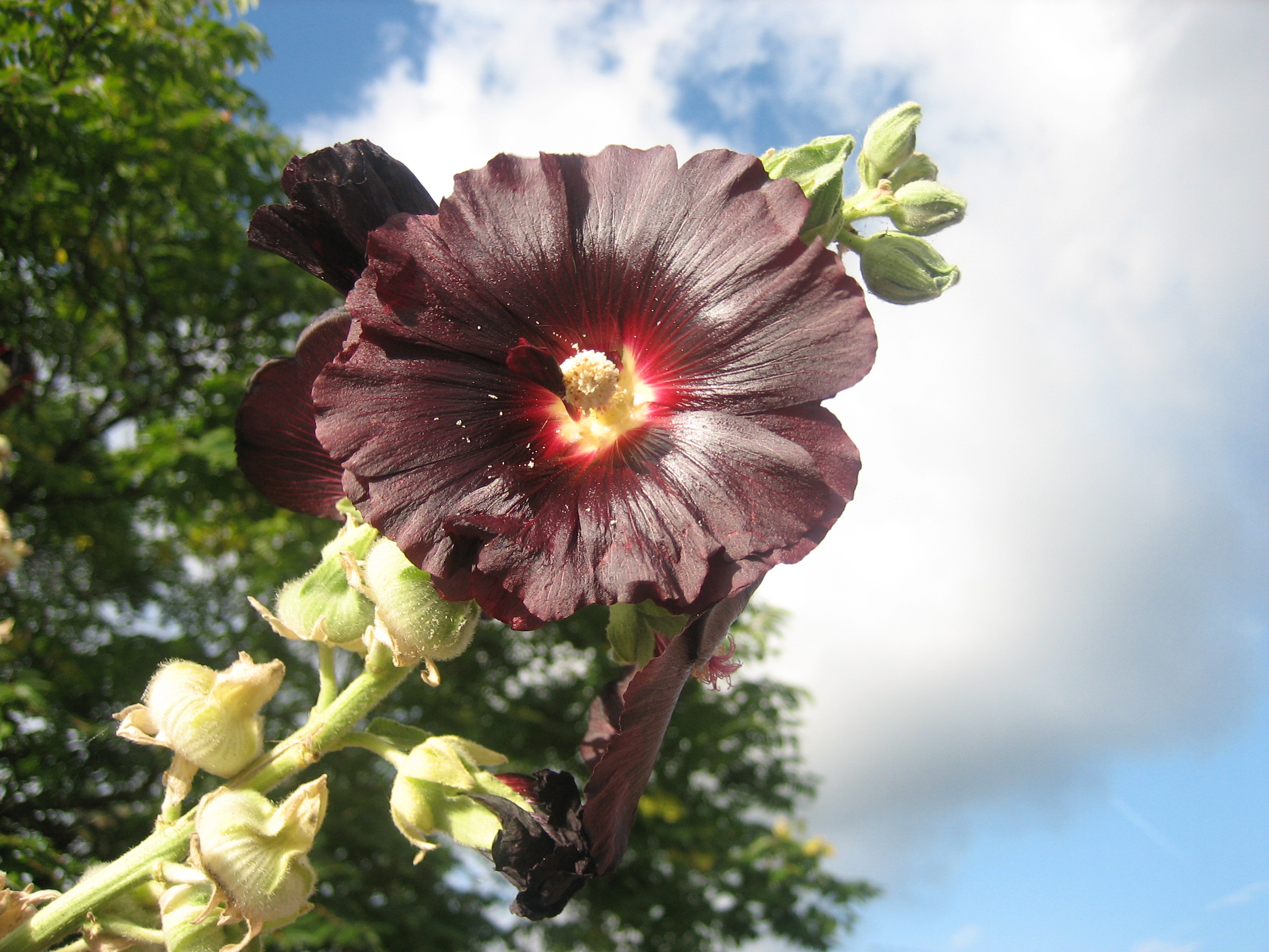 Alcea rosea  "Nigra" (i.9cmT.) Stockrose