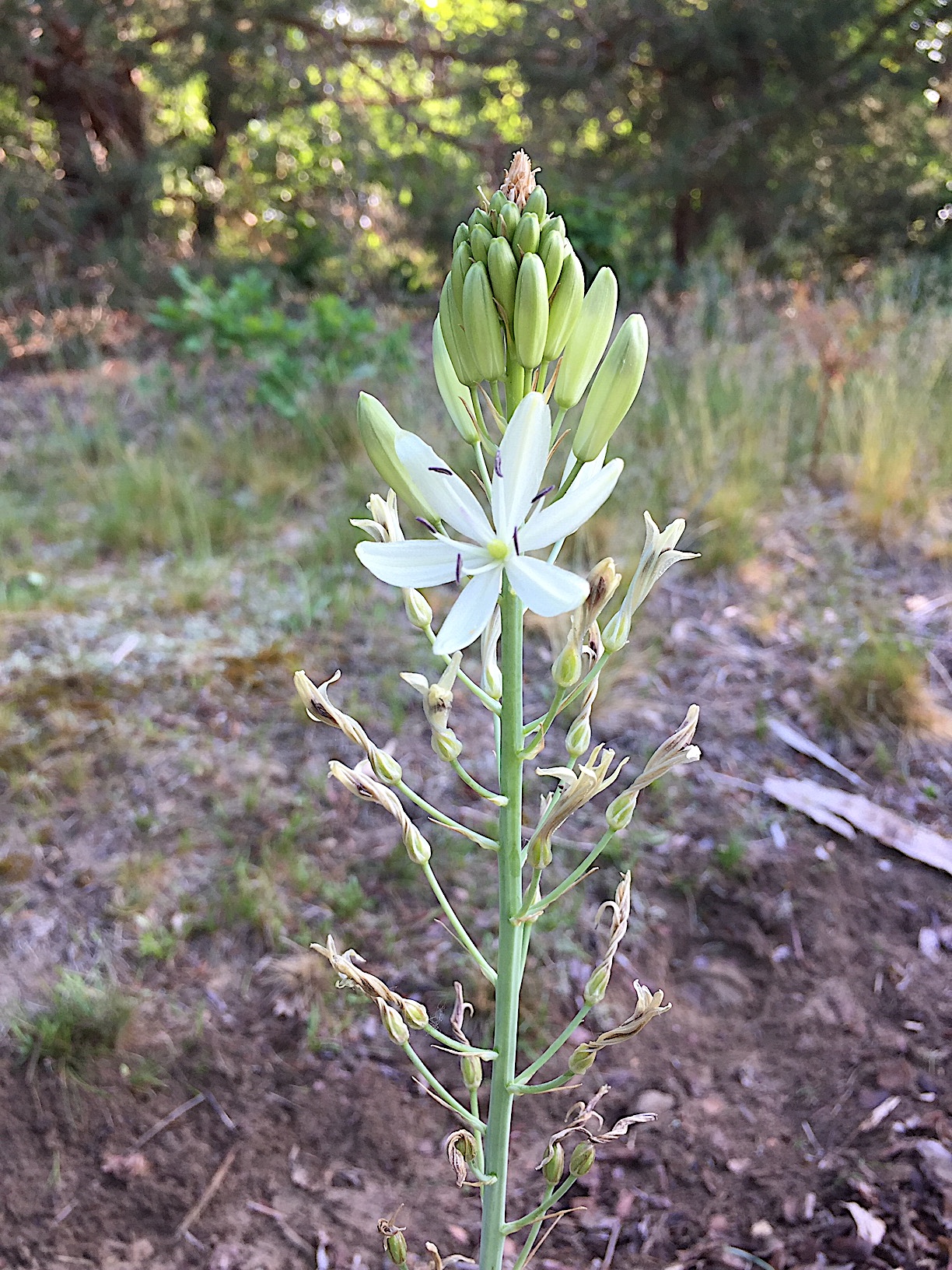 Camassia leichtlinii „Alba“ ( i.14cmT.)Weisse Praerielilie