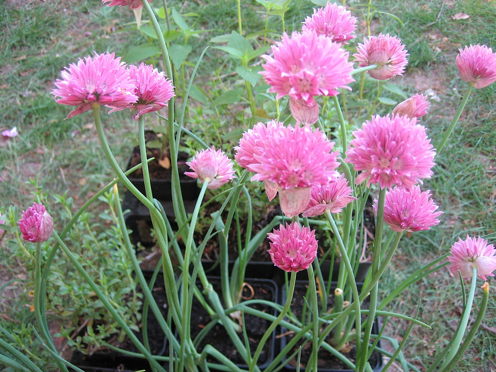 Allium schoenoprasum ´Forescate`(i.12T.) Schnittlauch, burgunderrot