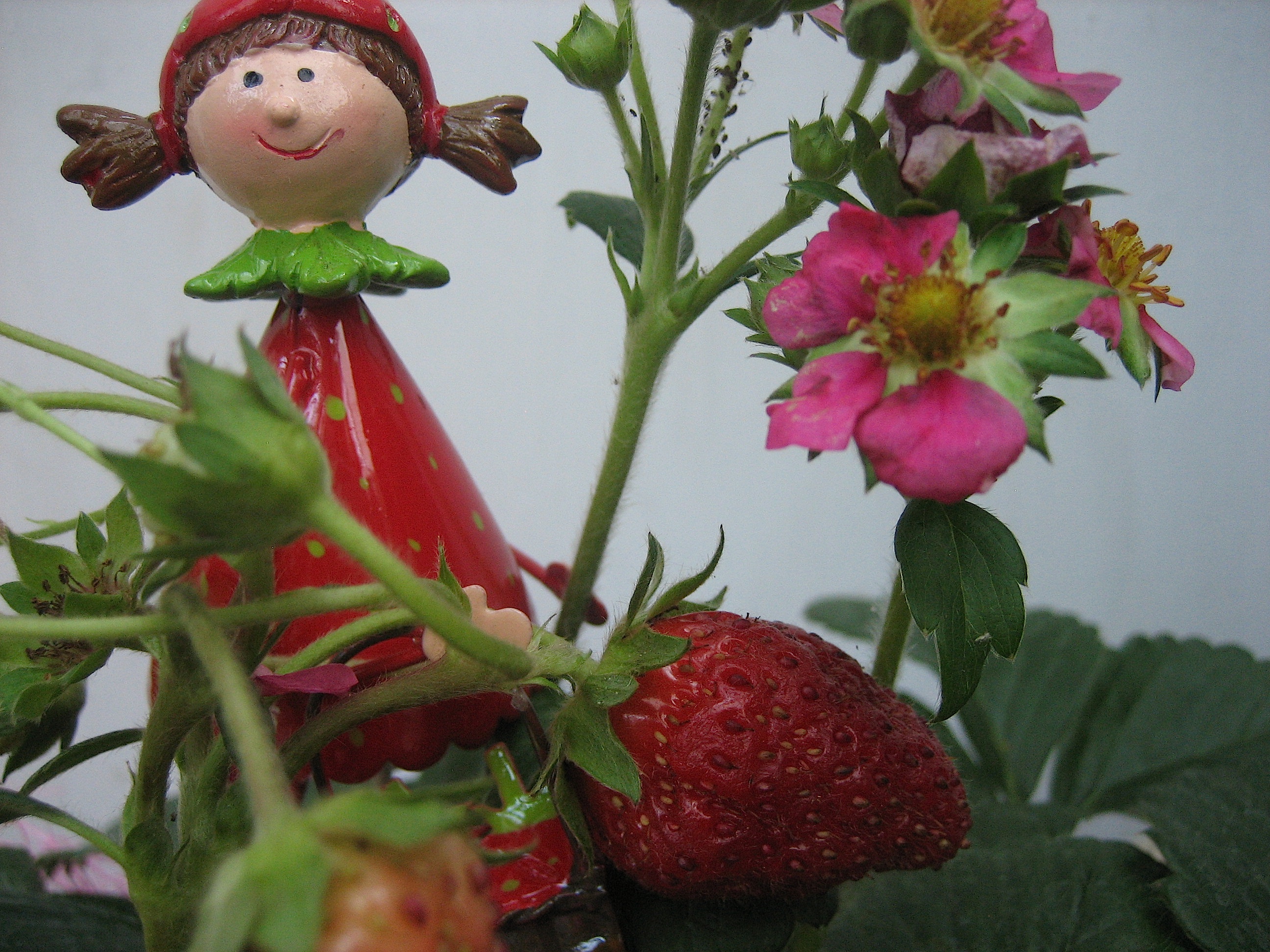 Fragaria "Toscana" Immertragend(10cmT.) Erdbeere (Ampel)