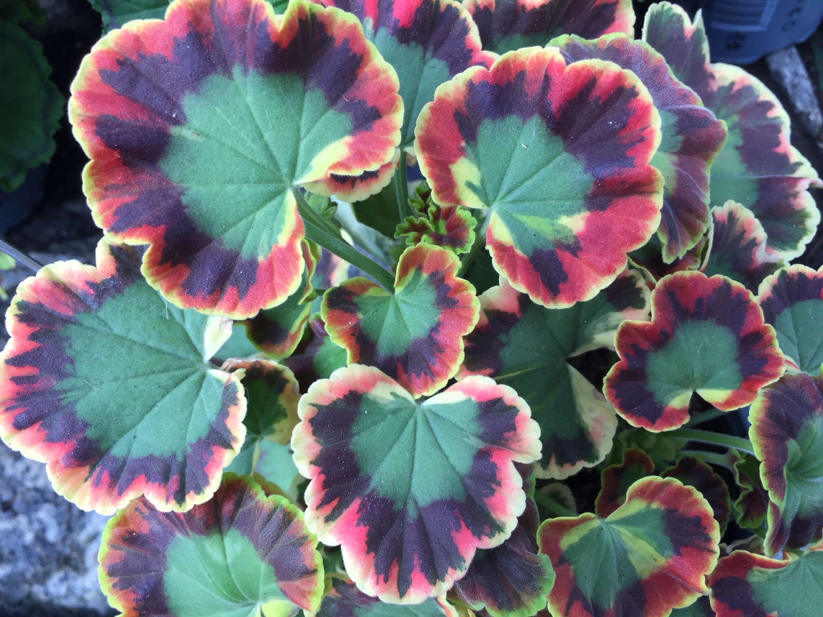 Pelargonium „Contrast“ (i.10cmT.), Blattschmuck Geranie