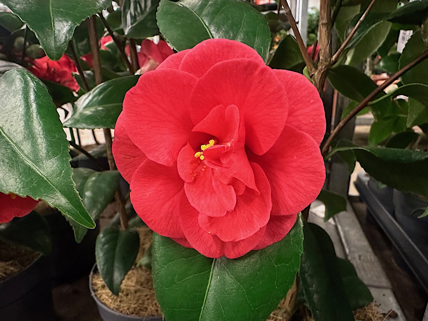 Camelia japonica „Flame“ (i.13 cmT.) jetzt 35-40 cm hoch