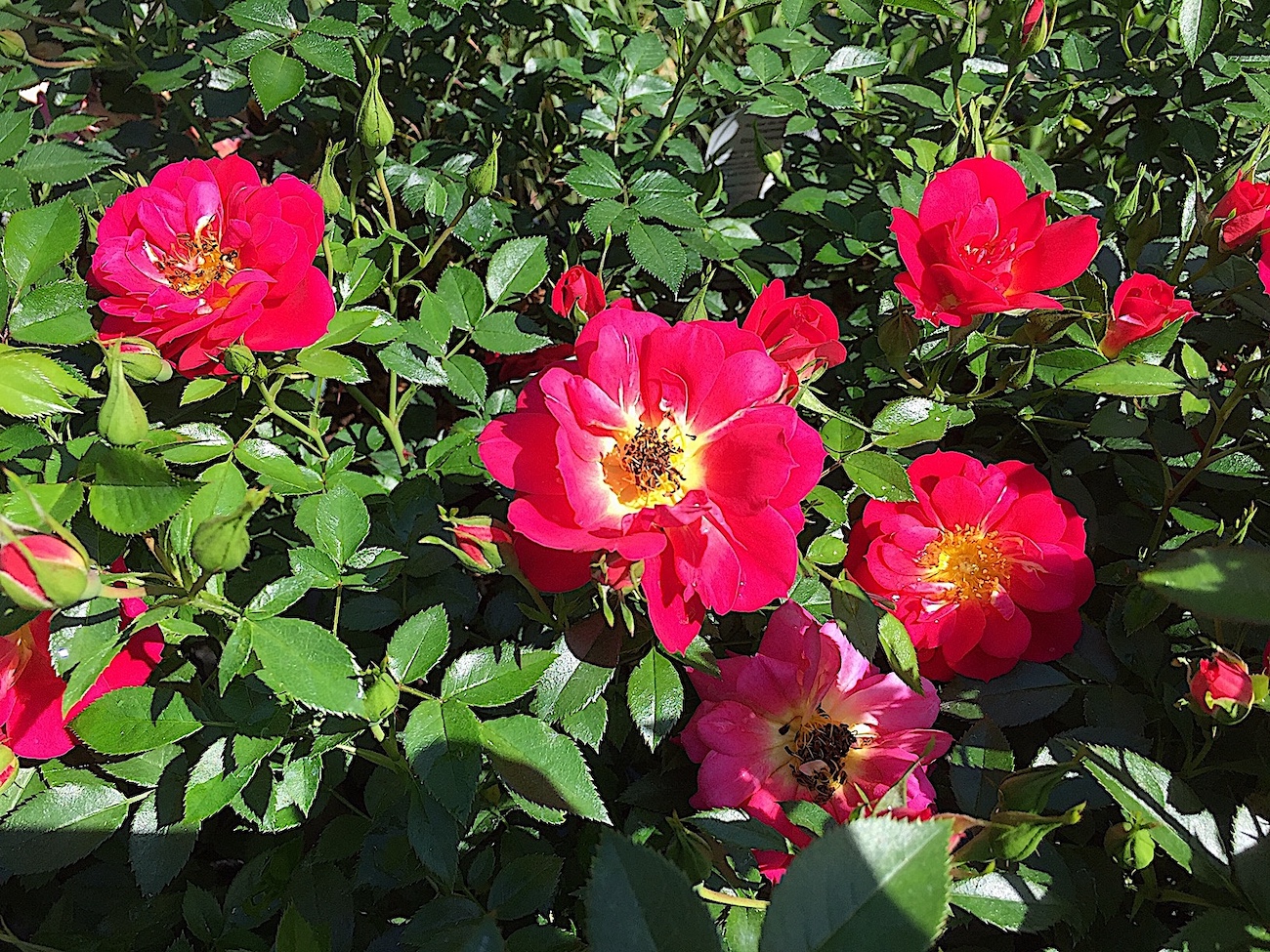 Rose „Bienenweide Hellrot ®“ (i.3 l Topf), Bienen - Rose