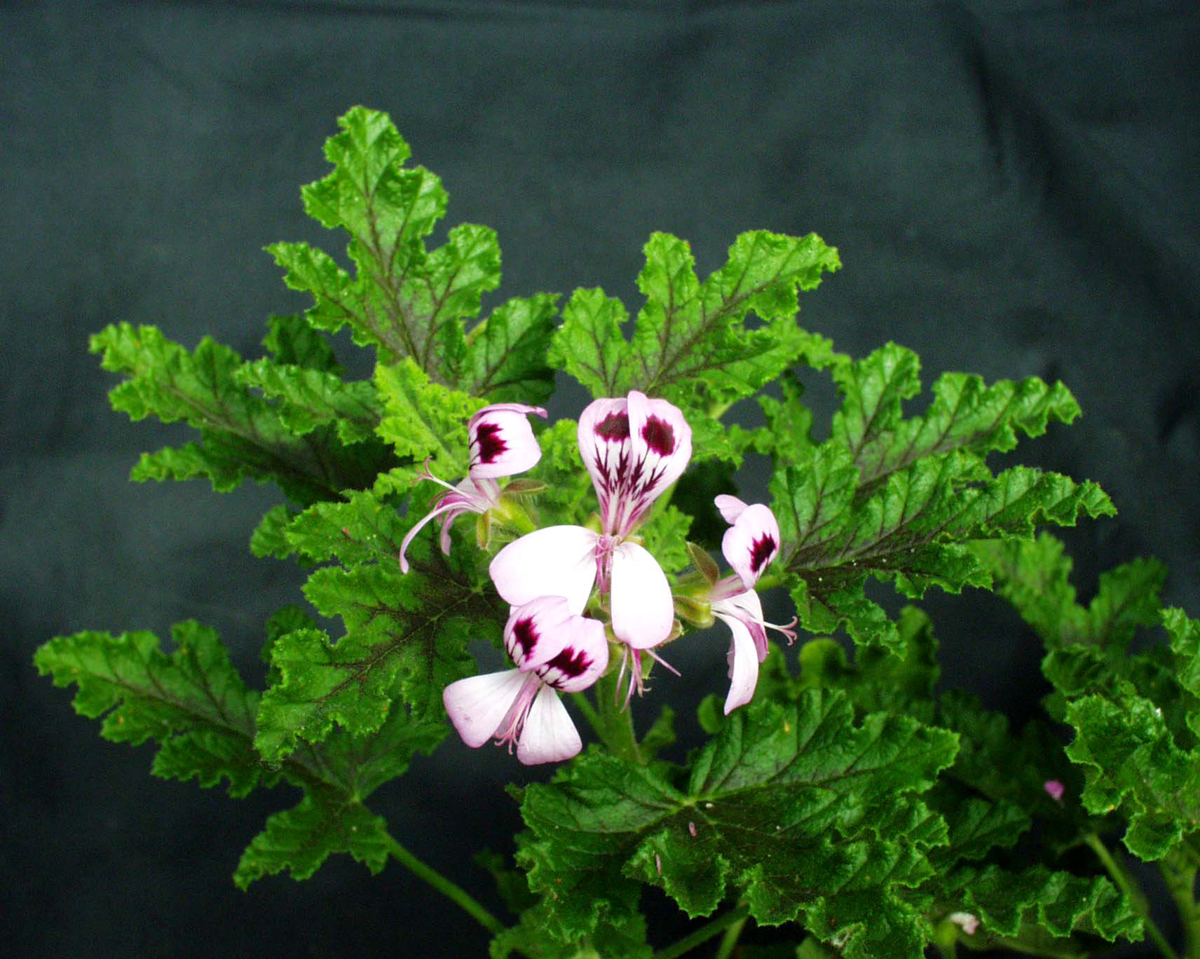 Pelargonium quercifolium ´Royal Oak`(I.10cmT.)