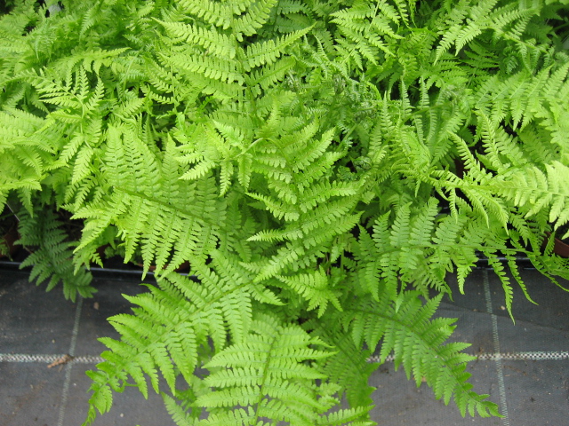 Athyrium  filix-femina (i.11cmT.) Waldfrauenfarn