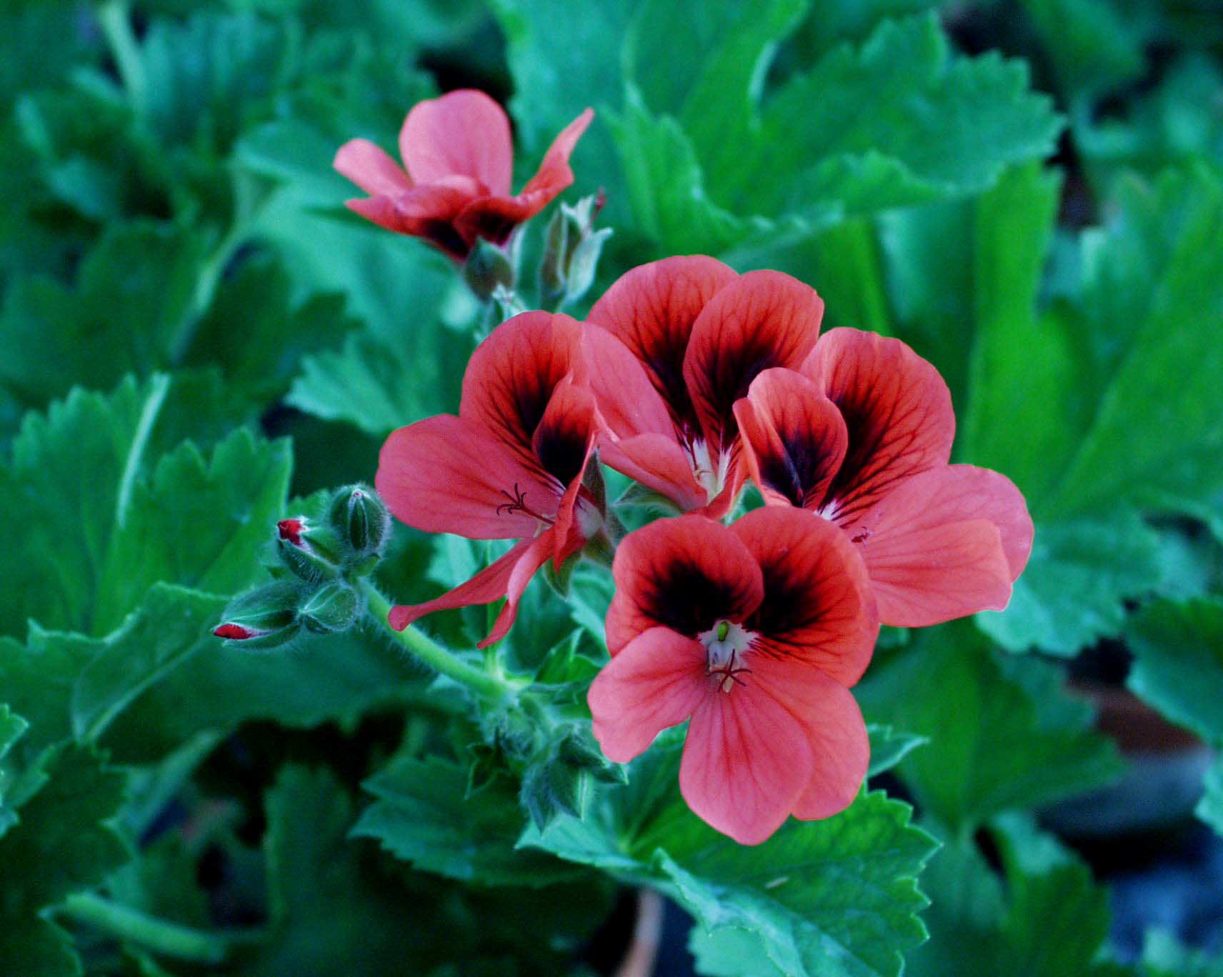 Pelargonium  ´Vulcano`(i.10cmT.)