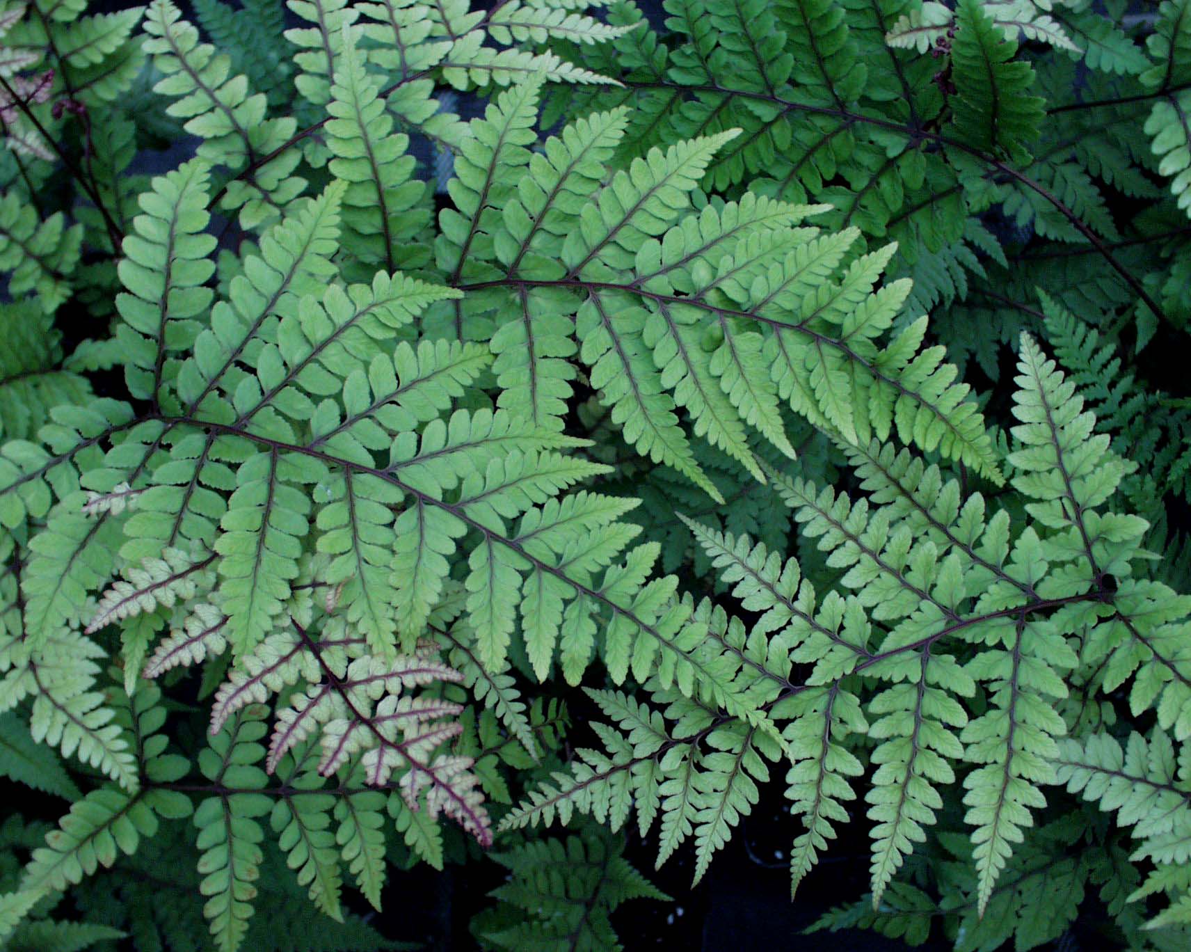 Athyrium othophorum ´Okanum`(i.9cmT.) Japanischer Frauenfarn