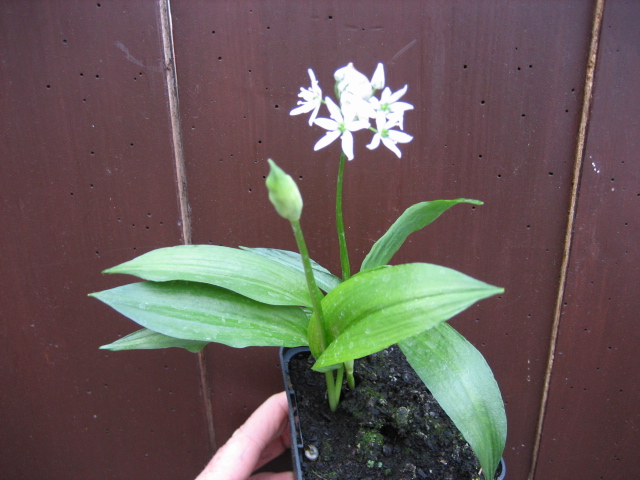 Allium ursinum (i.10,5 cm T.) Bärlauch