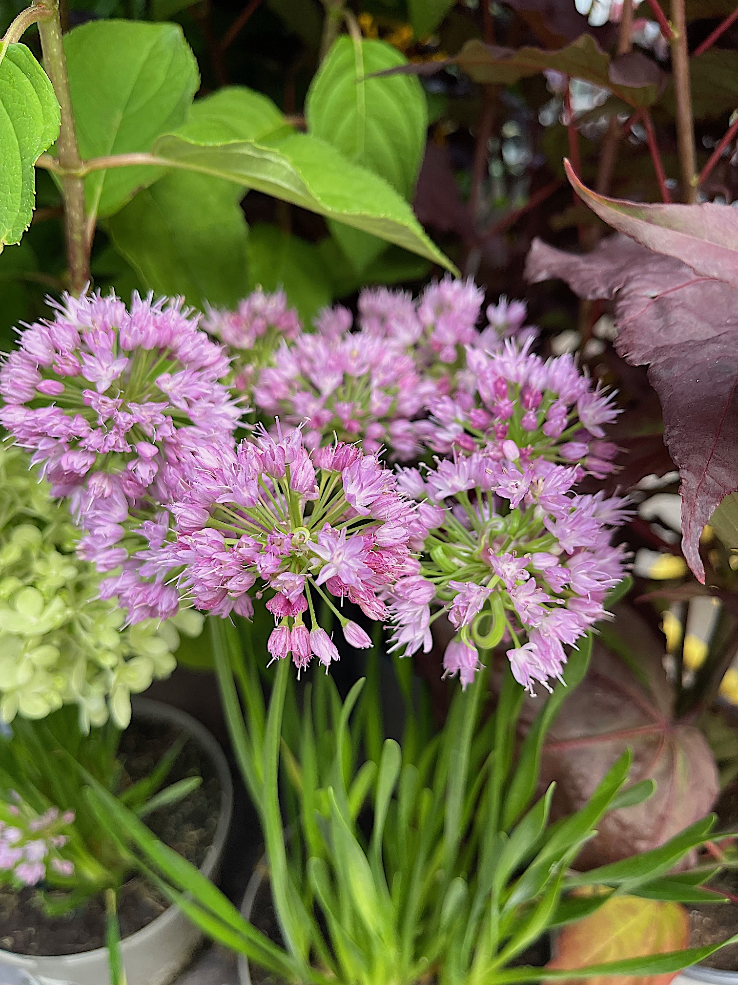 Allium senescens „Millenium“ (i.12 cmT.   ), Berglauch