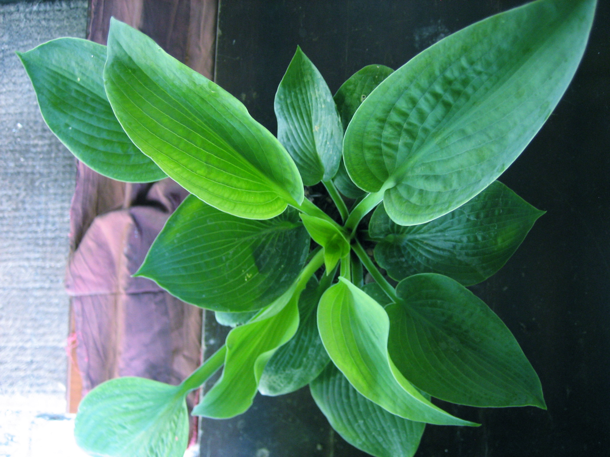 Hosta  "Big Mama" (i.9cmT.) Funkie