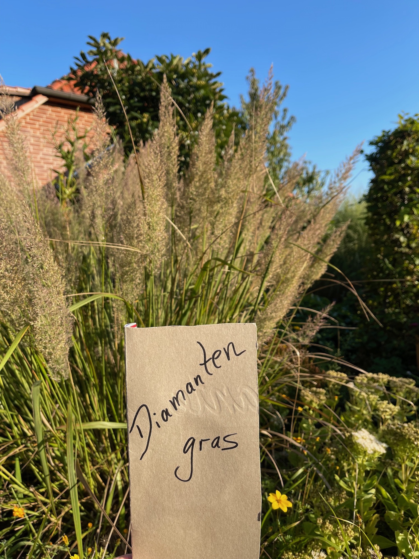 Calamagrostis arun.var. brachytricha (i.14-15 cmT.), Diamant - Reitgras