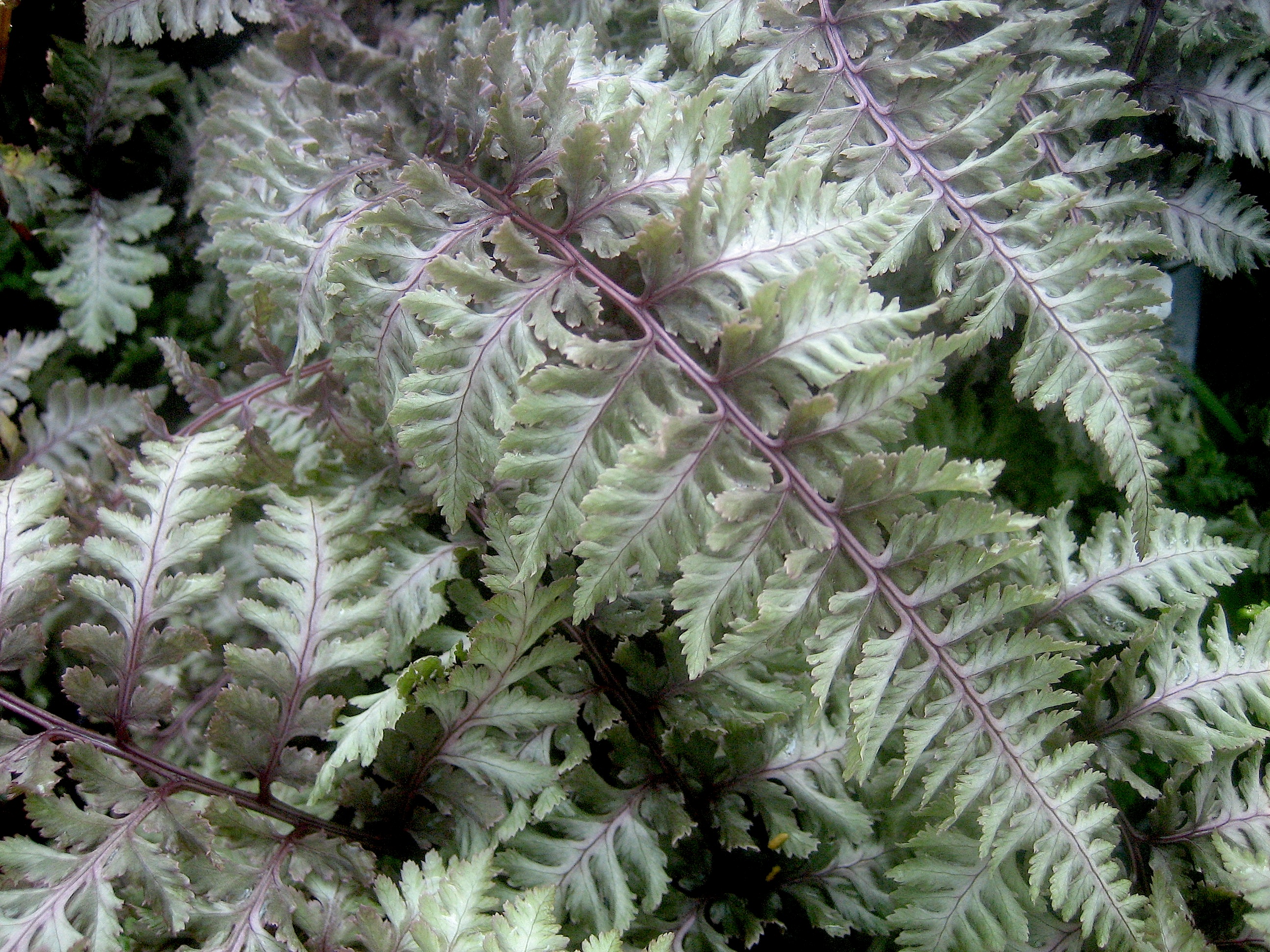 Athyrium nipponicum "Burgundy Lace" ® (i.9 cmT.) japanischer Regenbogenfarn