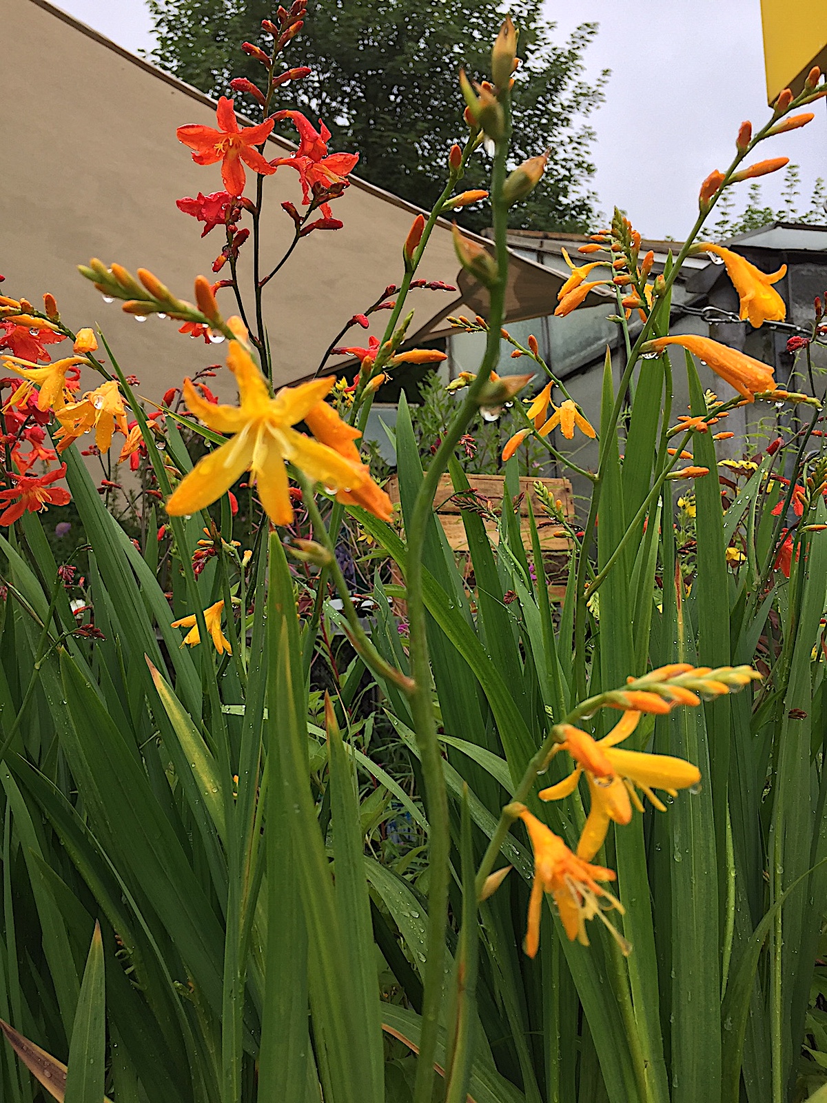Crocosmia „Georg Davidson“gelb (i.18 cmT.), Montbretien