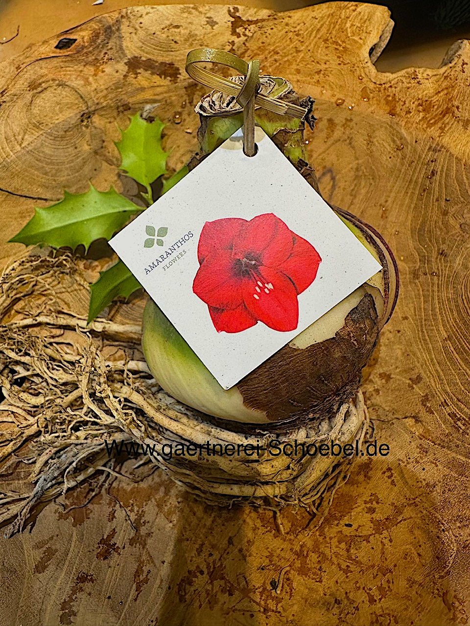 Amaryllis- Hippeastrum (Durchmesser Zwiebel ca 9cm), Ritterstern rot