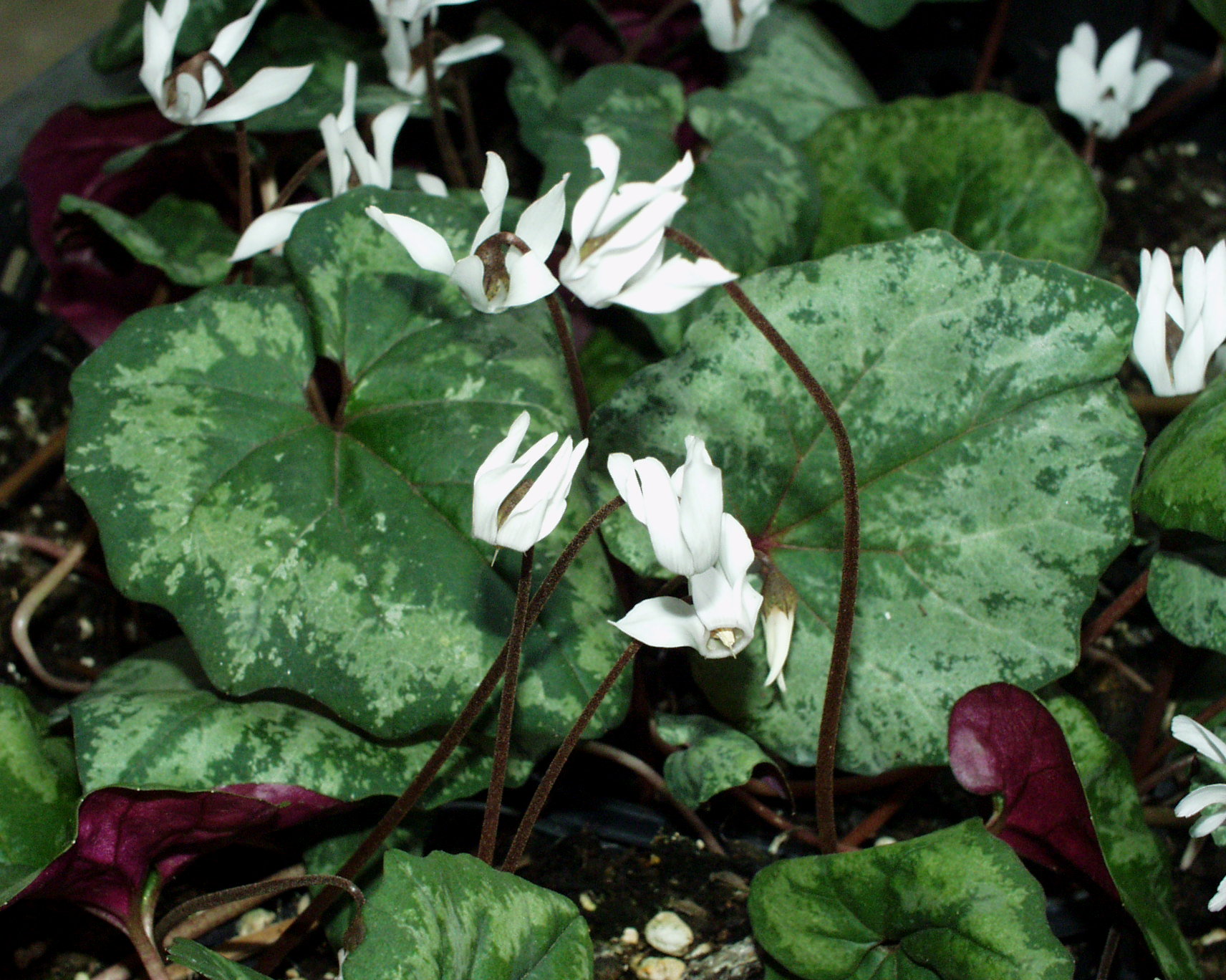 Cyclamen   creticum (9cmT.)