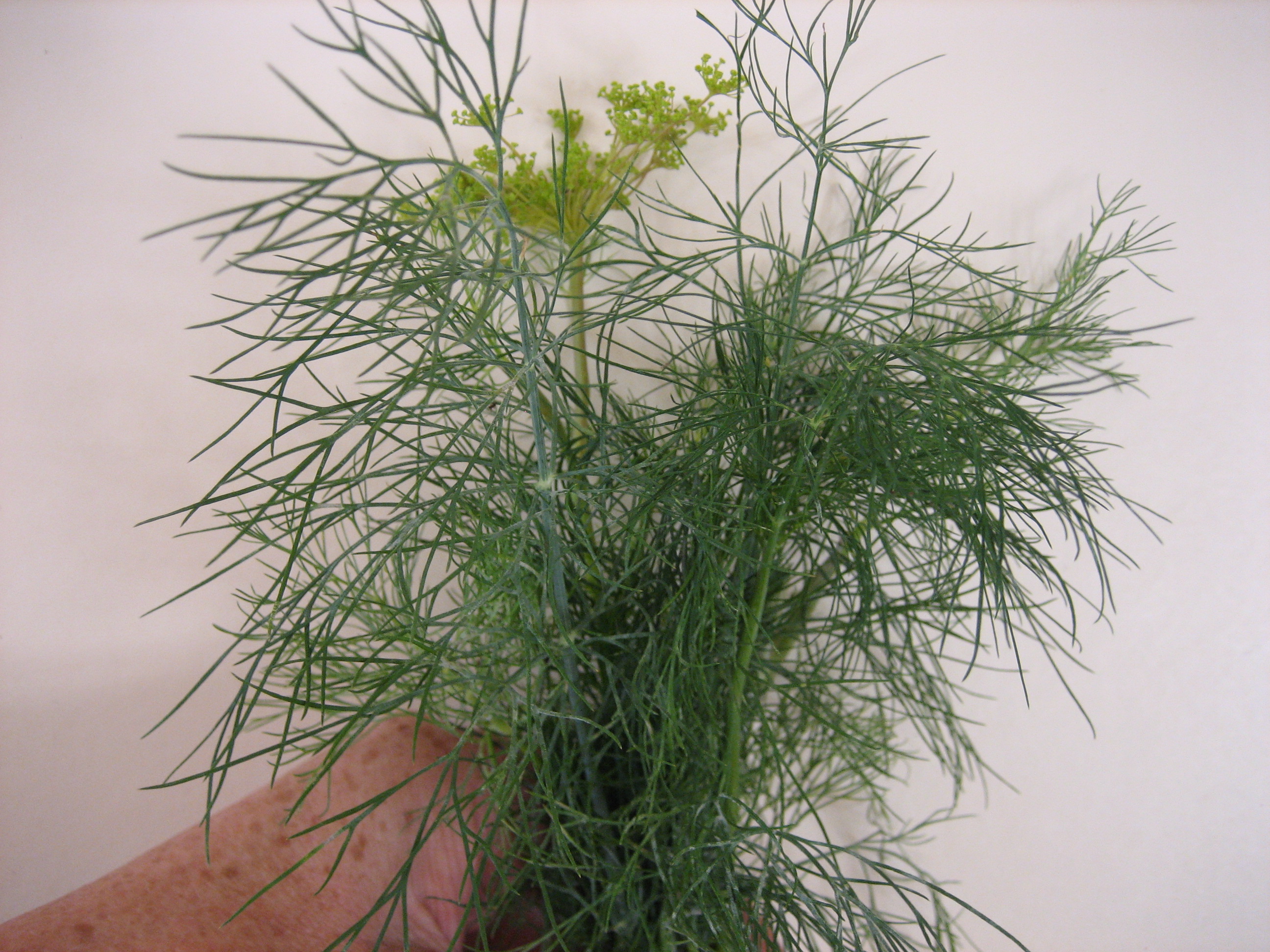 Anethum graveolens (i.11cmT.) Dill, farnblättrig