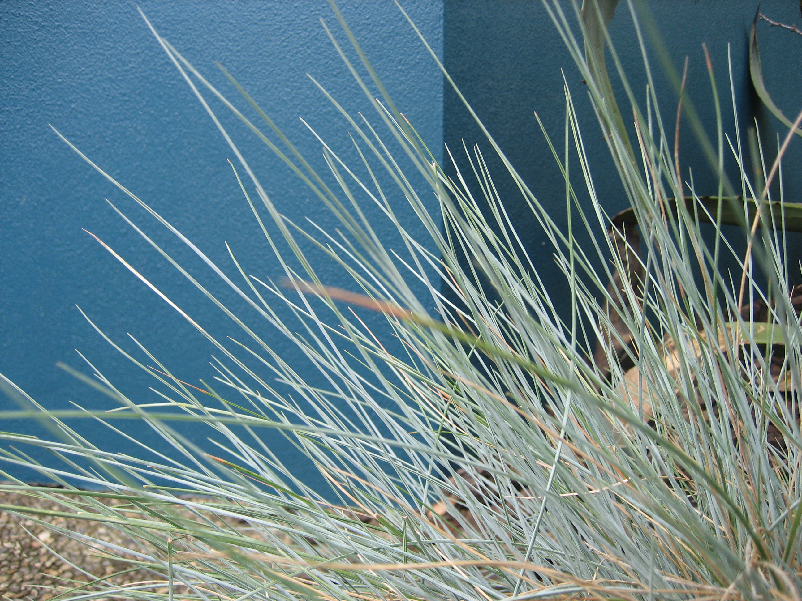 Festuca cinera (glauca) „Compacta Blue“ (. 10,5 cm Topf) Blauschwingelgras