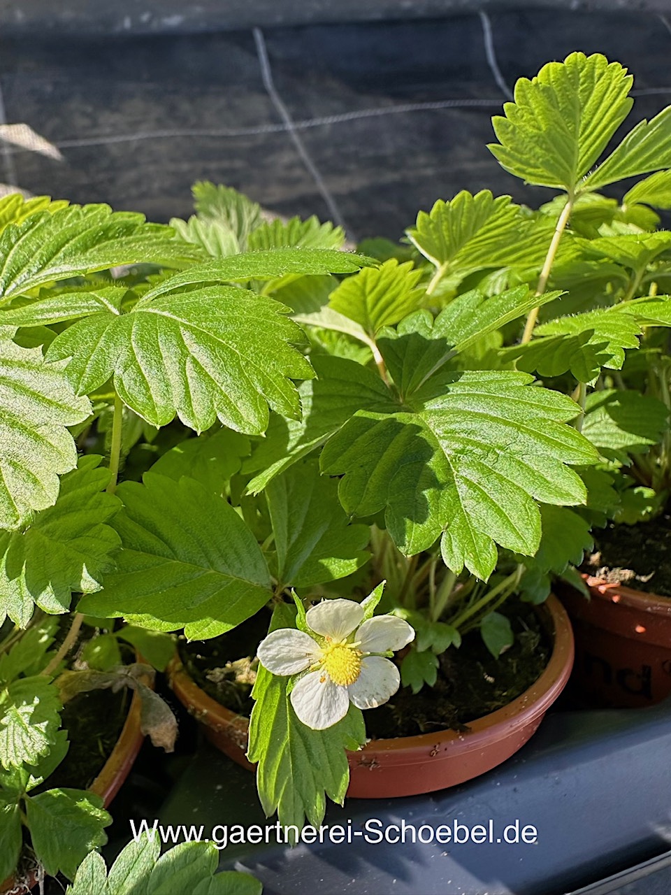 Fragaria vesca var.  semperforens  „ Walderdbeere“ öftertragend(9,5cmT.)Monatserdbeere
