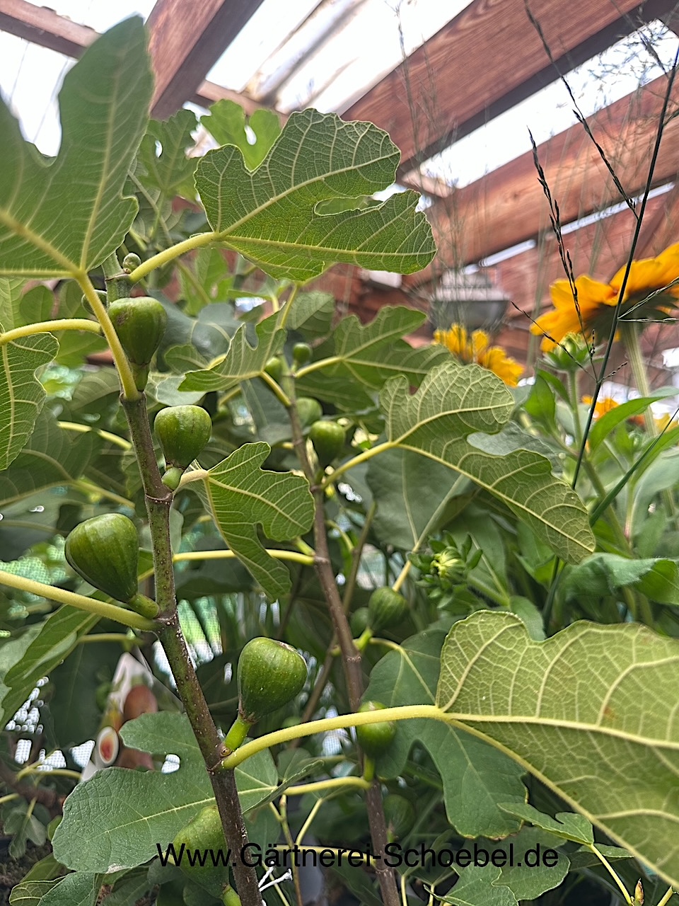 Ficus  carica „Firoma“® (i.22cmT.)Grösse 60cm-August, Feige