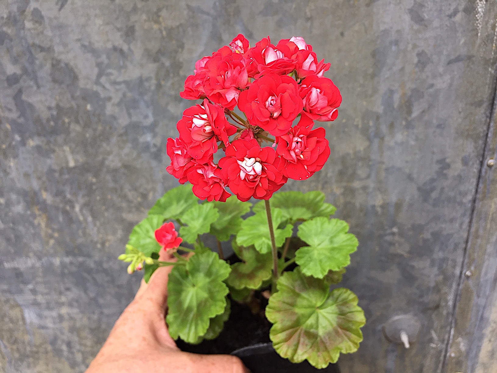 Pelargonium rosenknospig Rosebud ´Supreme`(i.9cmT.)