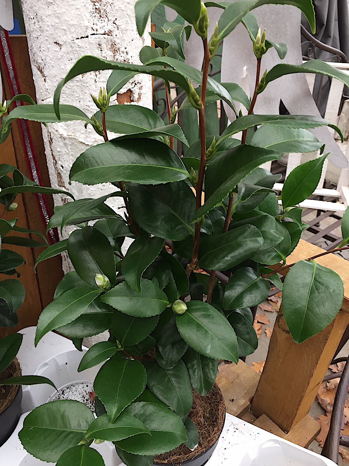 Camelia japonica „Flame“ (i.13 cmT.) jetzt 35-40 cm hoch