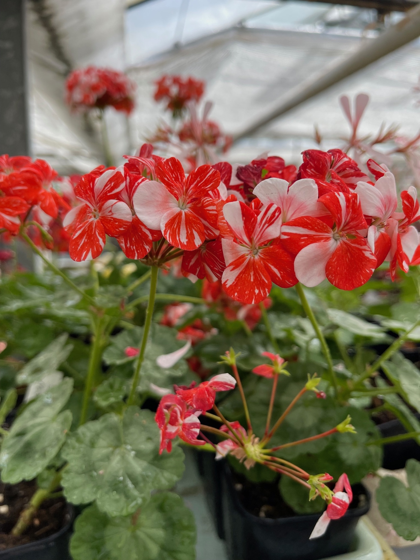 Pelargonie "Single New Life" (i.9-10 cmT.)