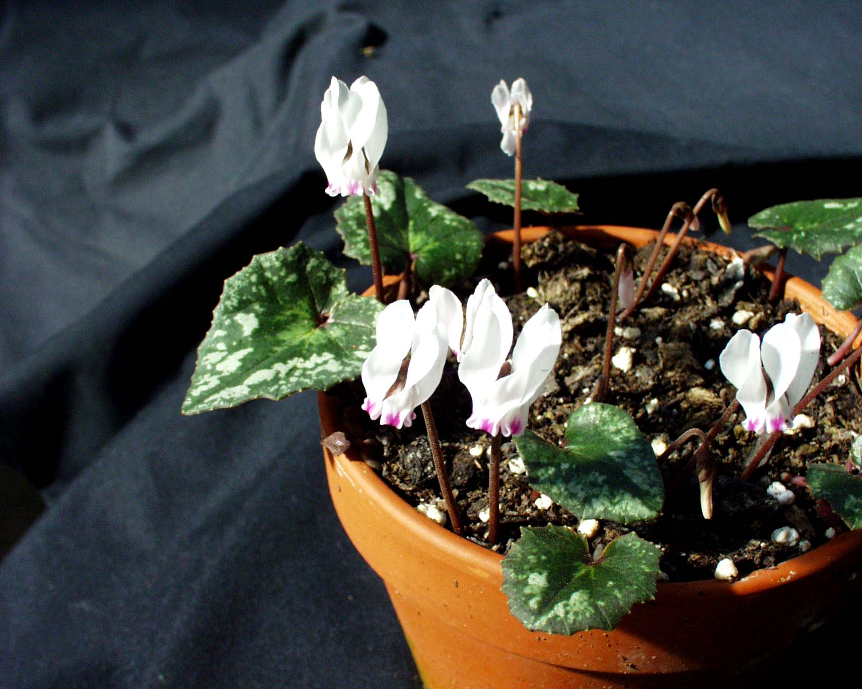 Cyclamen  cyprium (i.9cmTopf)