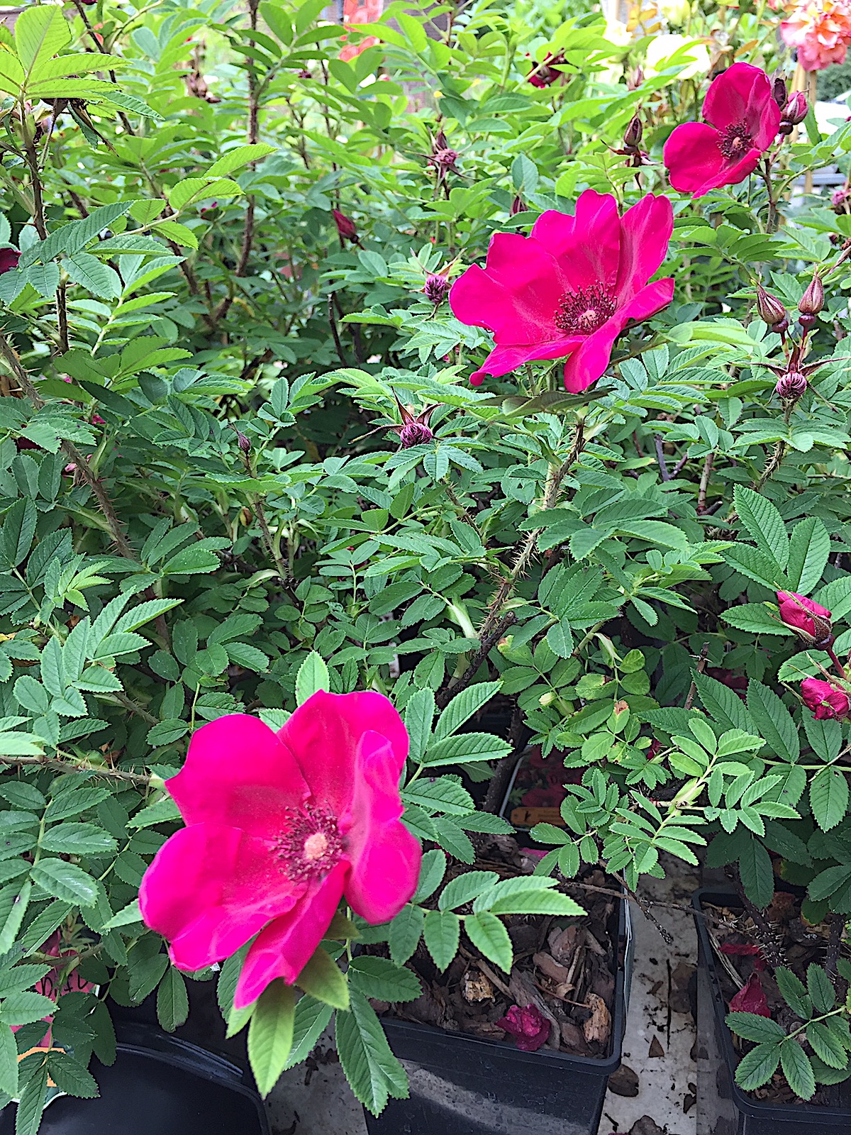 Rosa rugosa „Strandperle® Norderney“ (i.4 liter  T.)