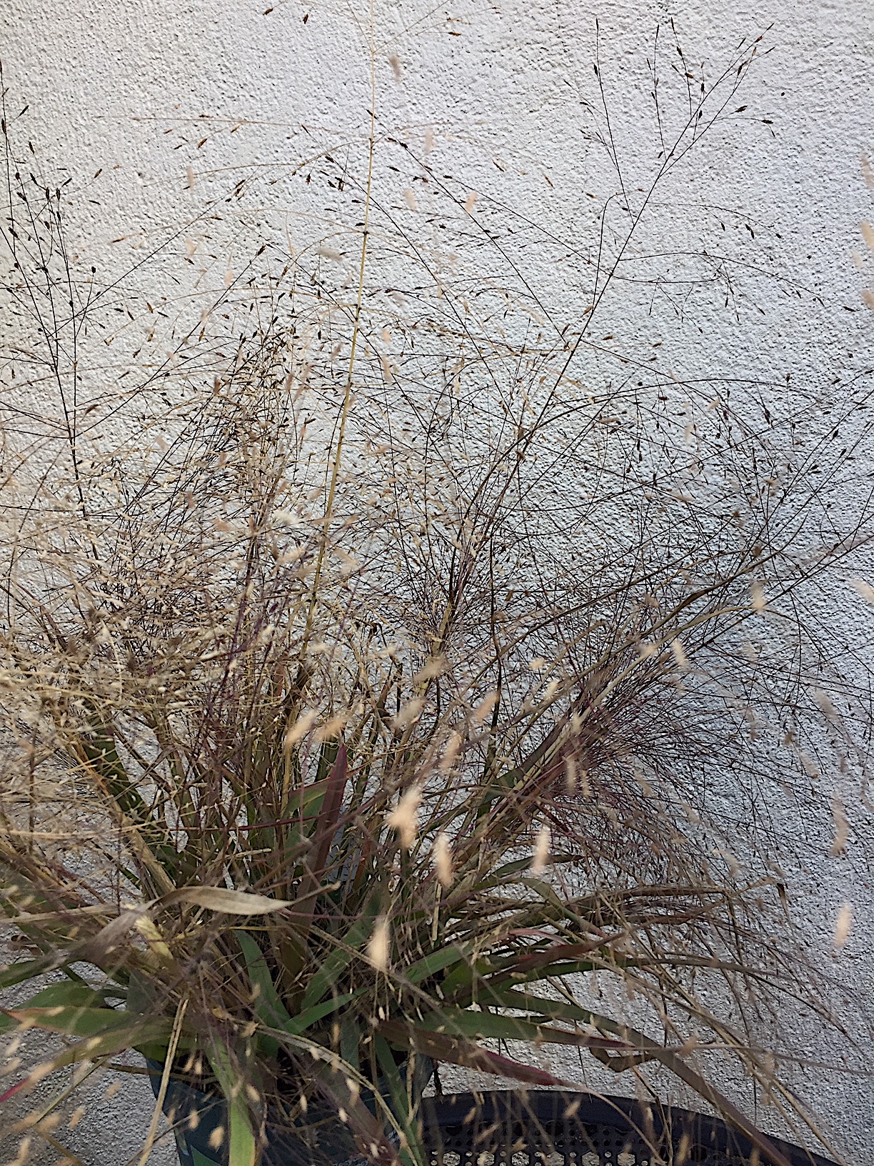 Eragrostis spectabilis „Purpurflirren“ (i.11- 13cmT.)