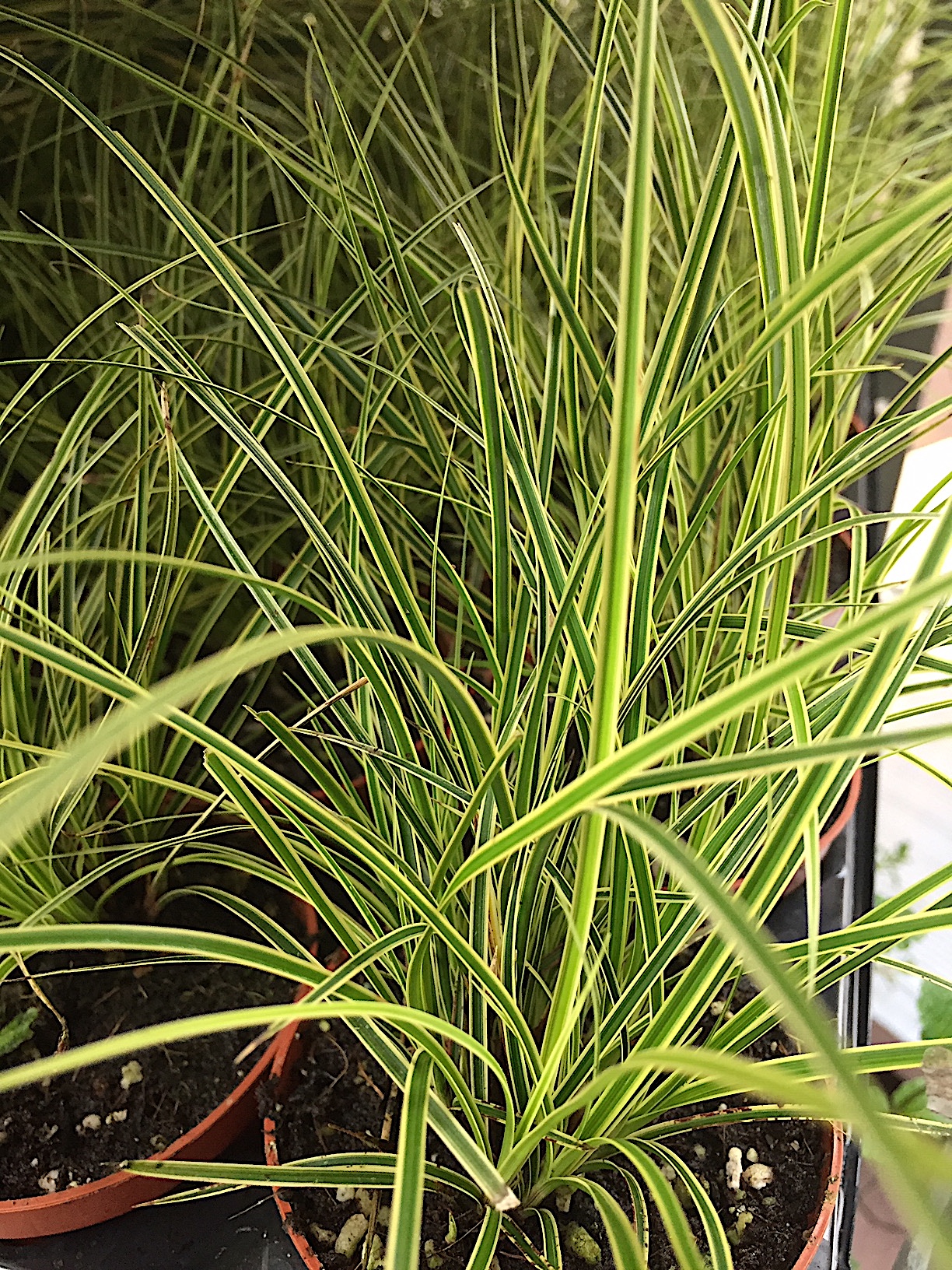 Carex brunnera „Jubilo“ PBR (i.11cmT.)
