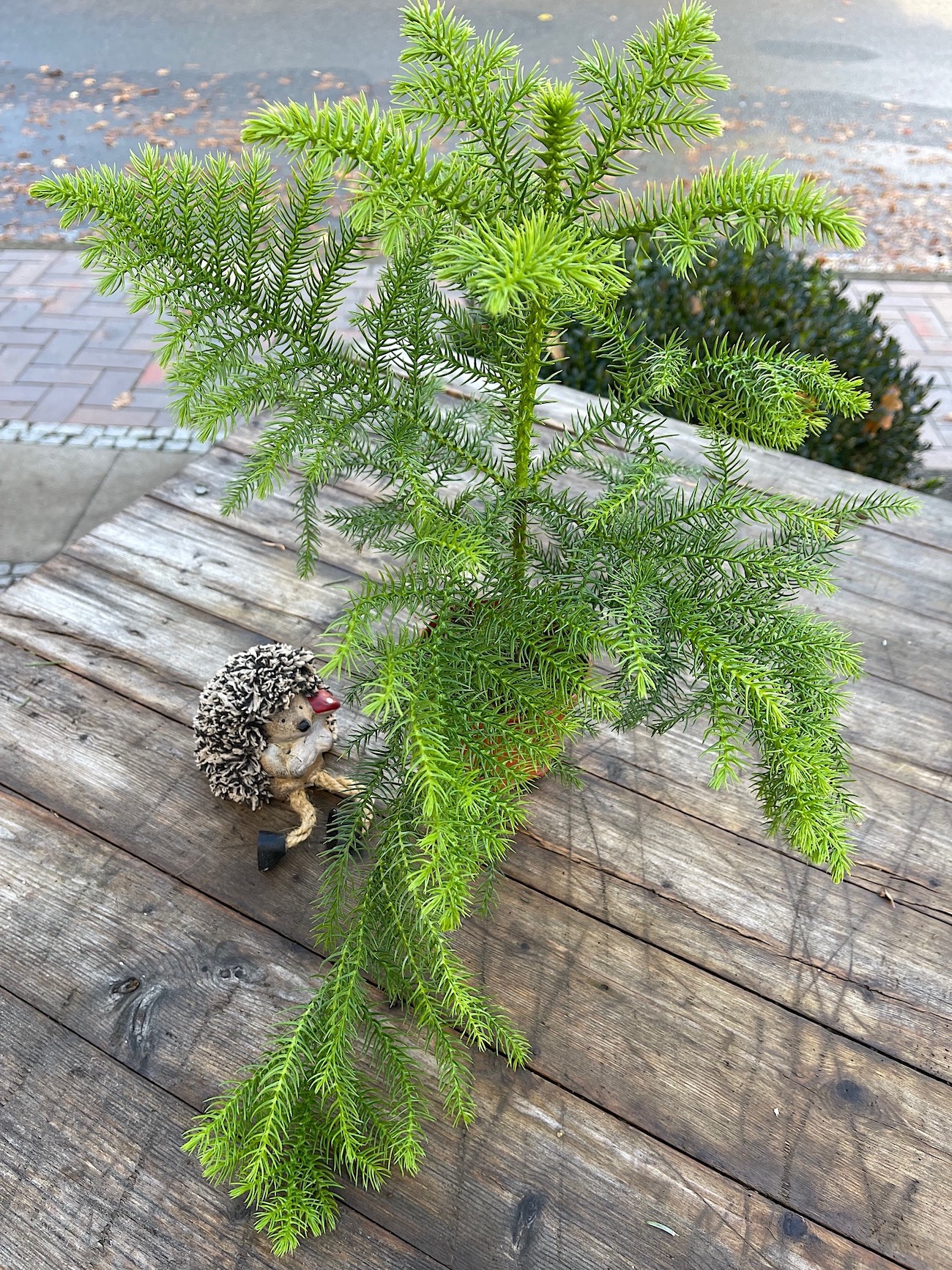 Araucaria heterophylia (i.14cmT.)(z.ZT. 50 cm gross), Zimmertanne, Norfolk-Tanne
