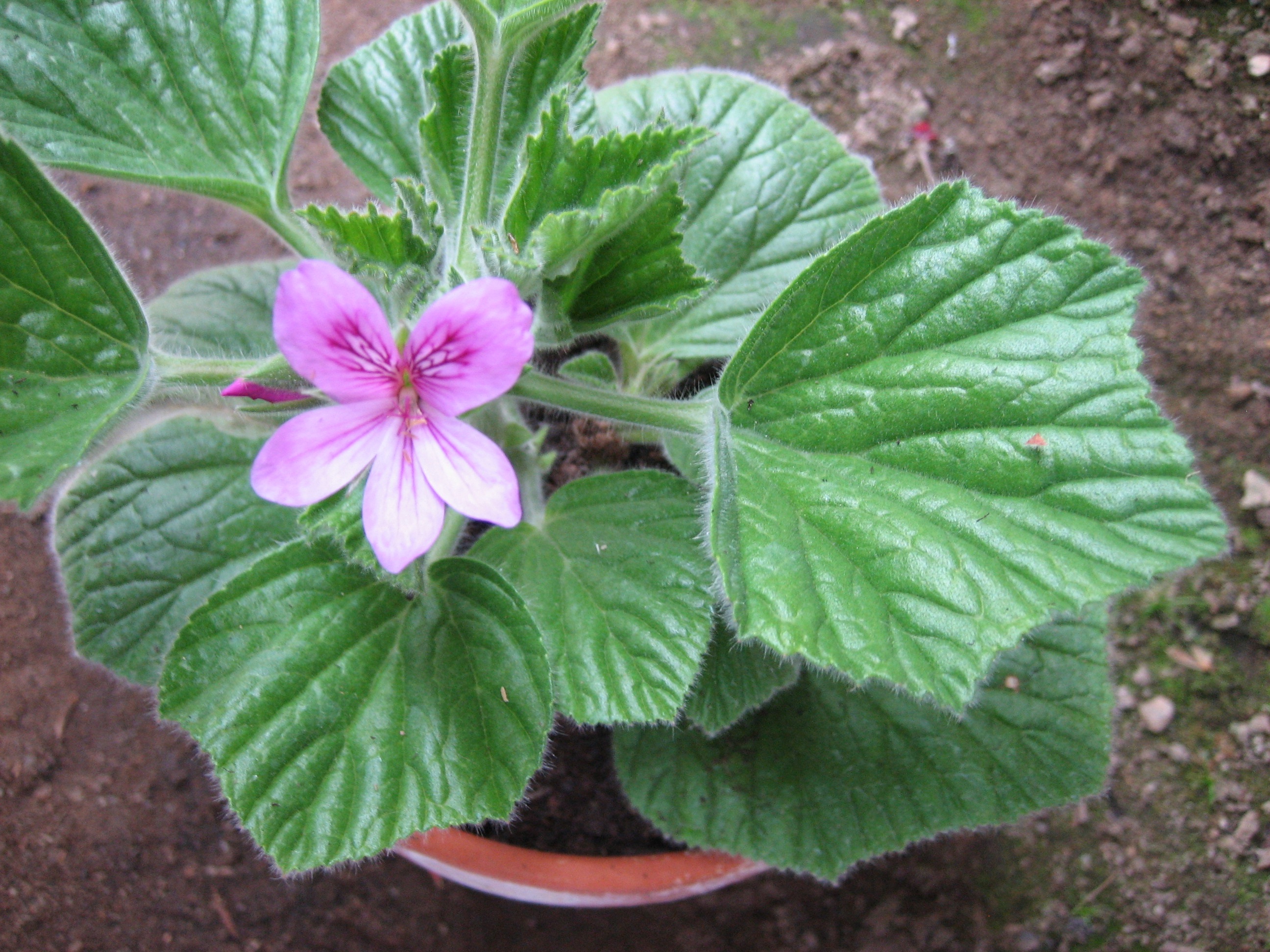 Pelargonium cucullatum ´Kapuzenpelargonie`(i.10cmT.)