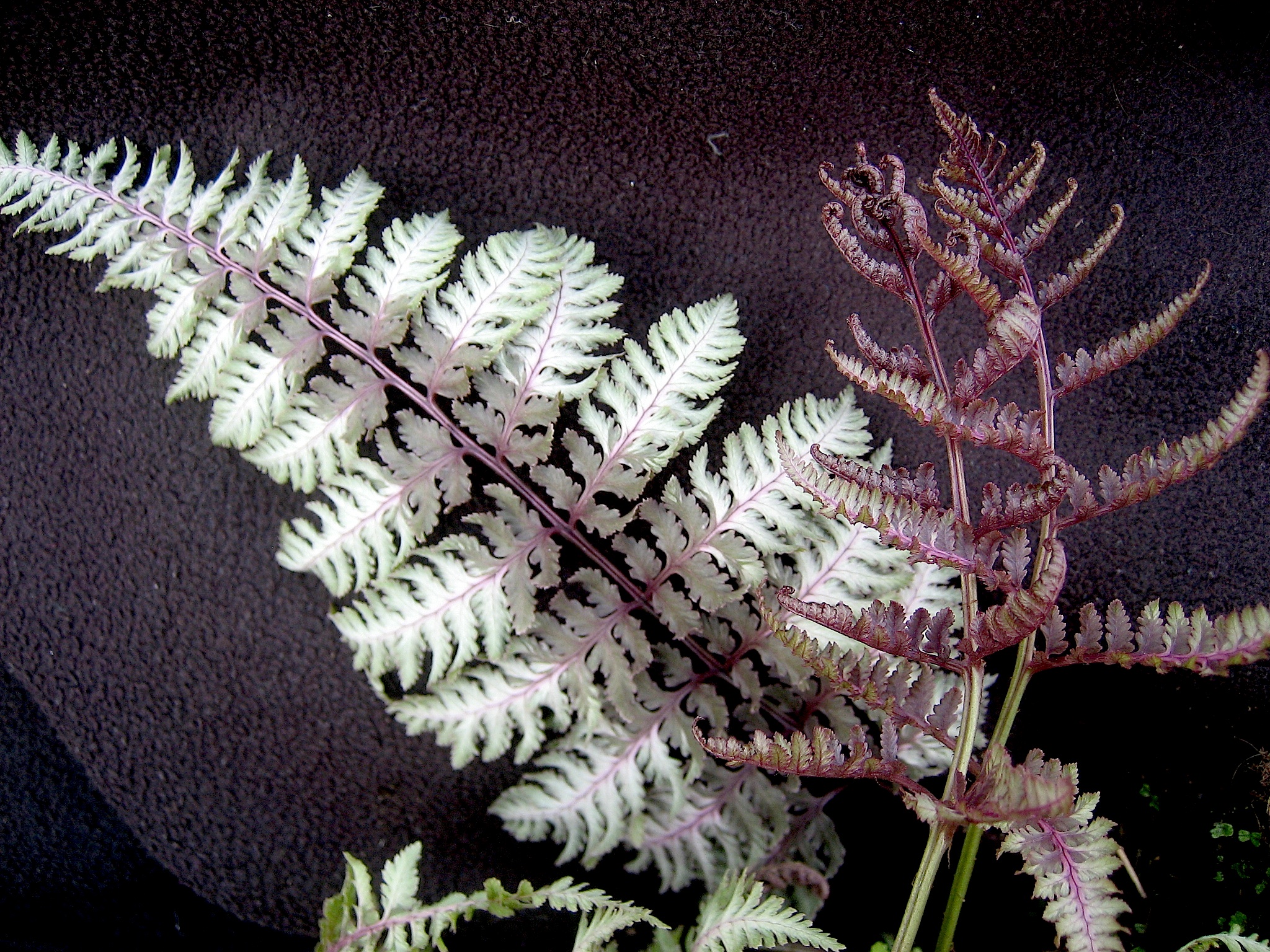 Athyrium nipponicum "Burgundy Lace" ® (i.9 cmT.) japanischer Regenbogenfarn