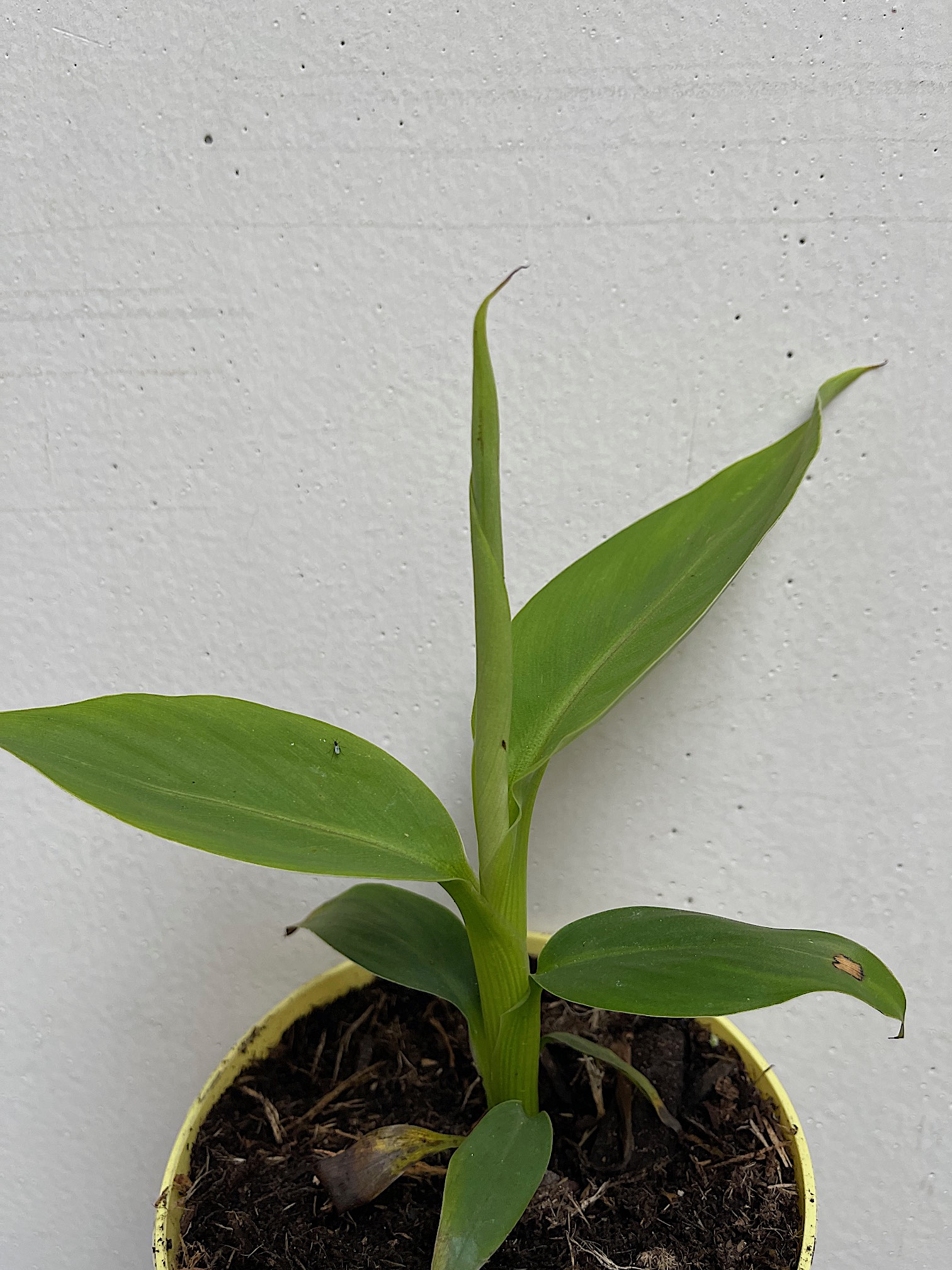 Ensete - Musa basjoo,winterharte Japanische Banane (i.12cmT.)
