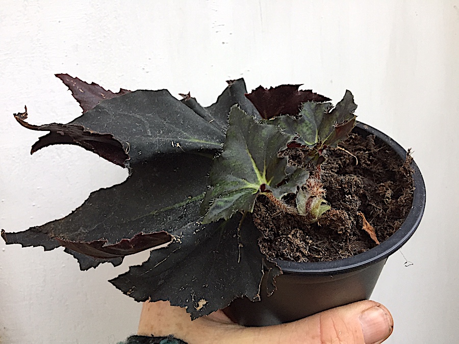 Begonia „Black Fang“ (i.12cmT.)